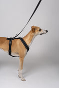 Load image into Gallery viewer, Whippet im maßgeschneiderten Windhundgeschirr aus schwarzem Softshell – kombiniert mit Leine
