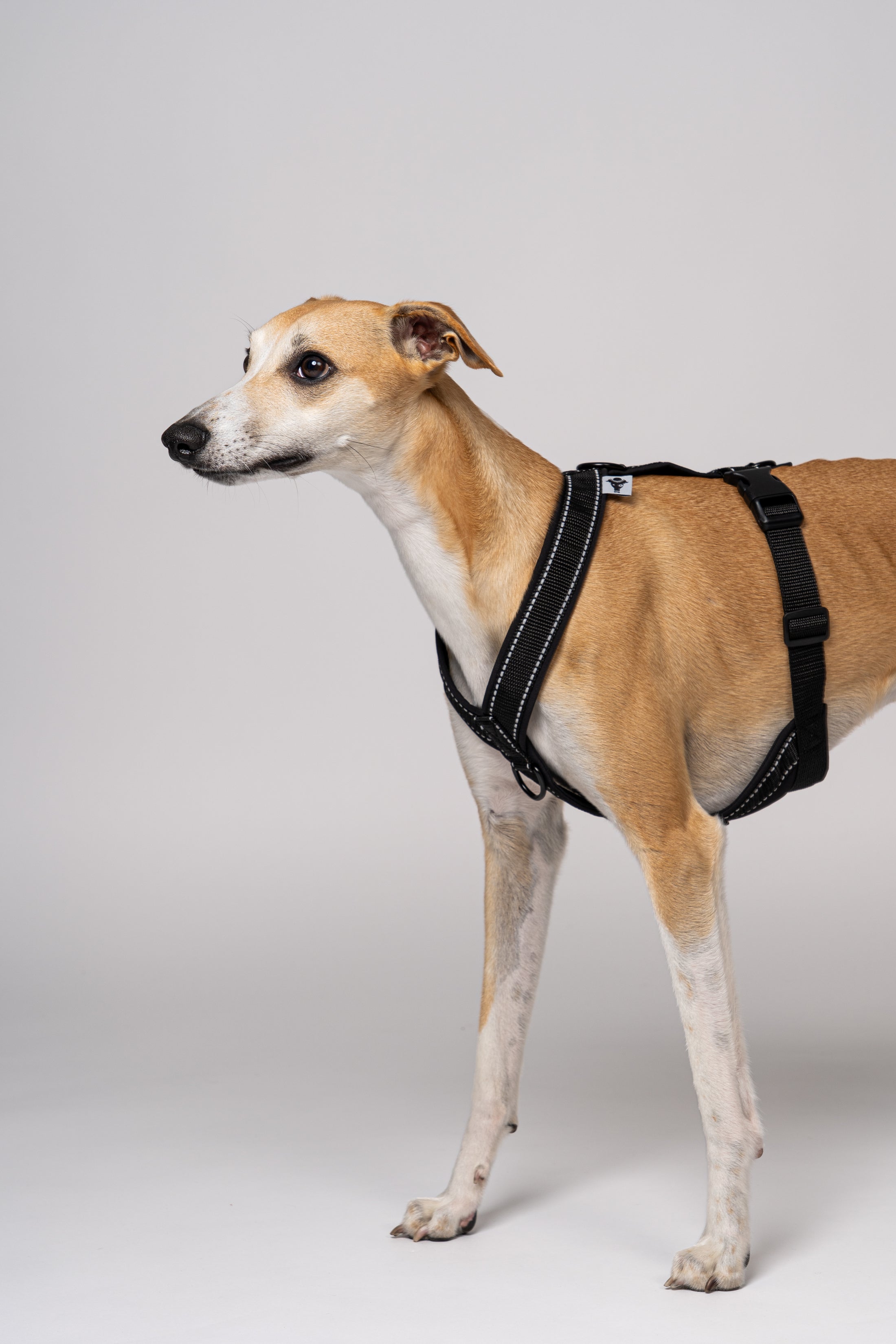 Weiches, wetterfestes Softshell-Geschirr für Windhunde – Whippet zeigt Passform und Funktionalität in Schwarz