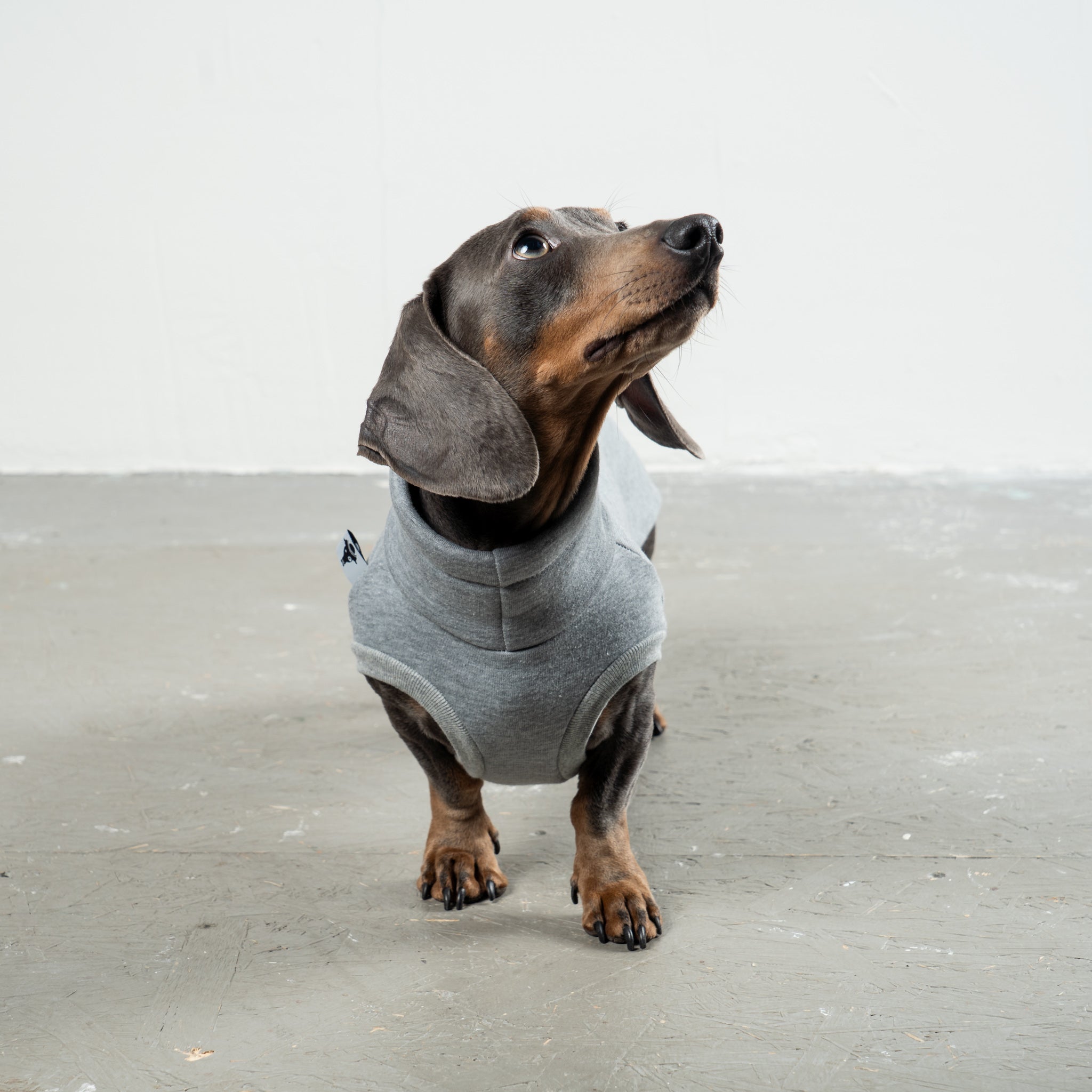 SWEAT SHIRT Dachshund Grey Melange