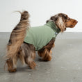 Load image into Gallery viewer, Sweat Shirt Dackel Matcha – Hund in Bewegung – bequeme Hundekleidung für Dackel
