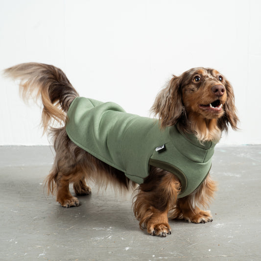 Sweat Shirt Dackel Matcha – hochwertige Hundekleidung für Dackel, Windspiele und Windhunde von Karma Hund Berlin – Ganzkörperansicht am Hund