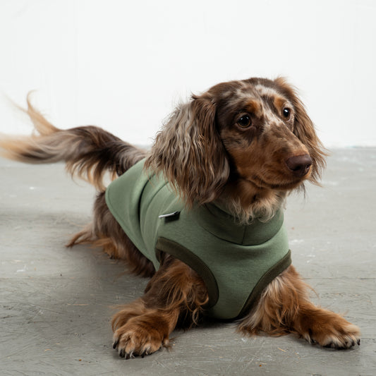 Sweat Shirt Dackel Matcha – Close-up am Hund – hochwertige Hundekleidung von Karma Hund