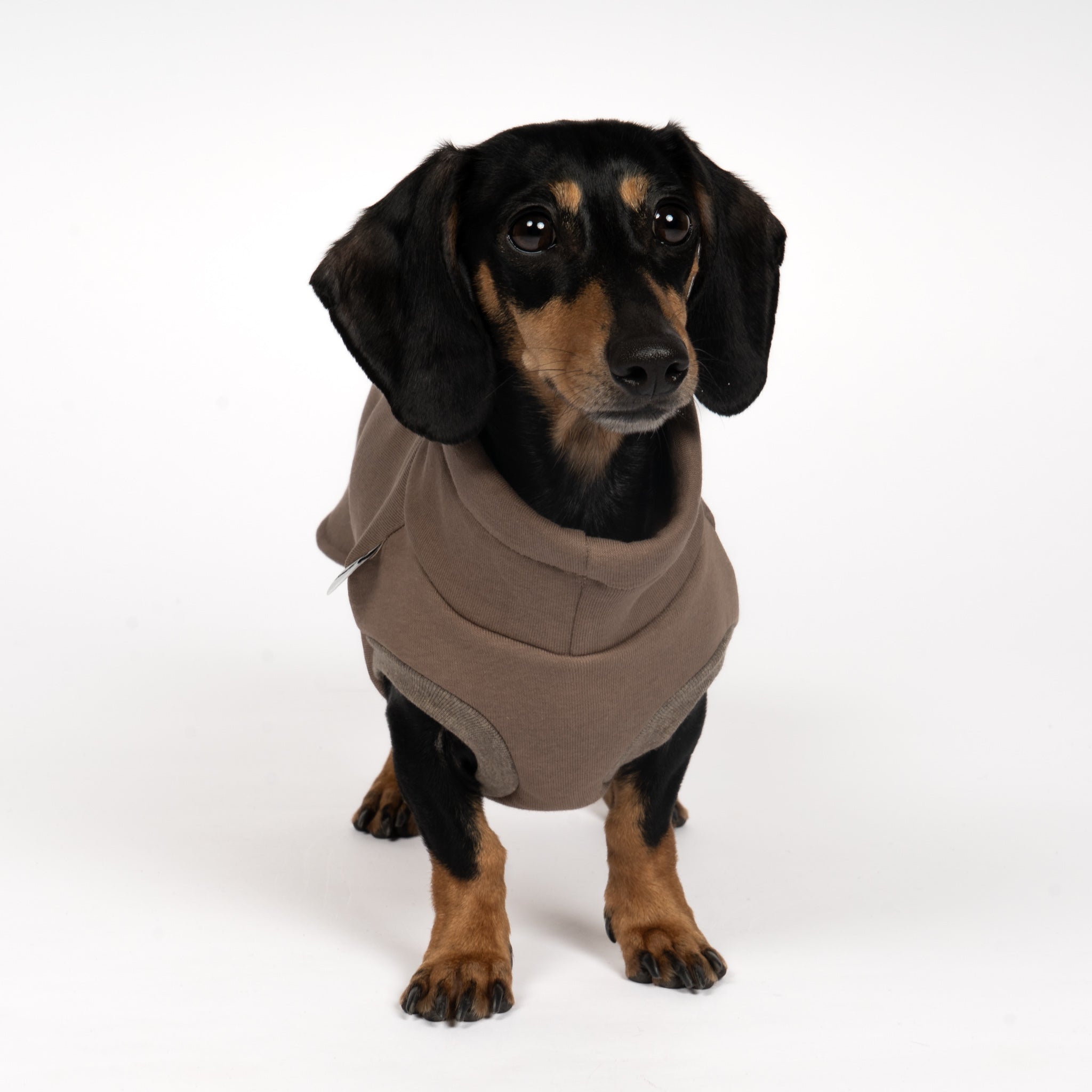 SWEAT SHIRT Dachshund Mokka