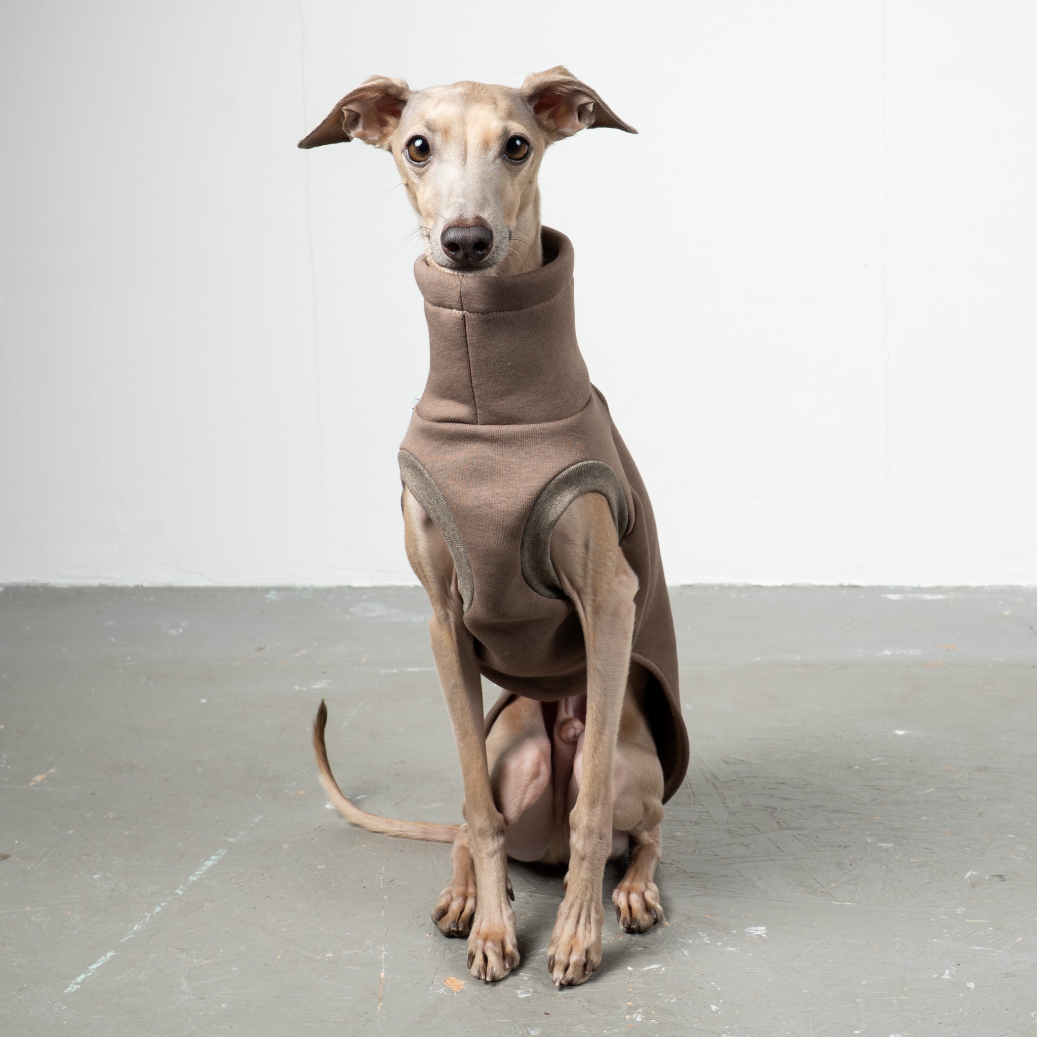 SWEAT SHIRT Iggy Mokka