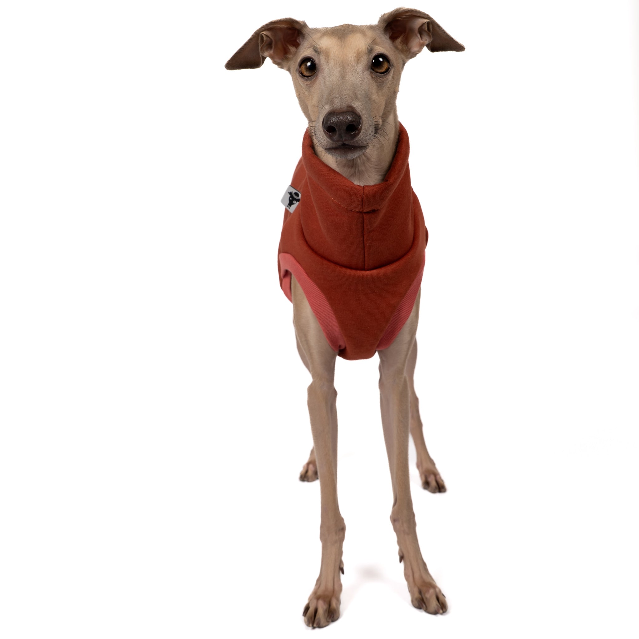 Sweat Shirt Iggy Terracotta – Close-up am Hund – hochwertige Hundekleidung von Karma Hund