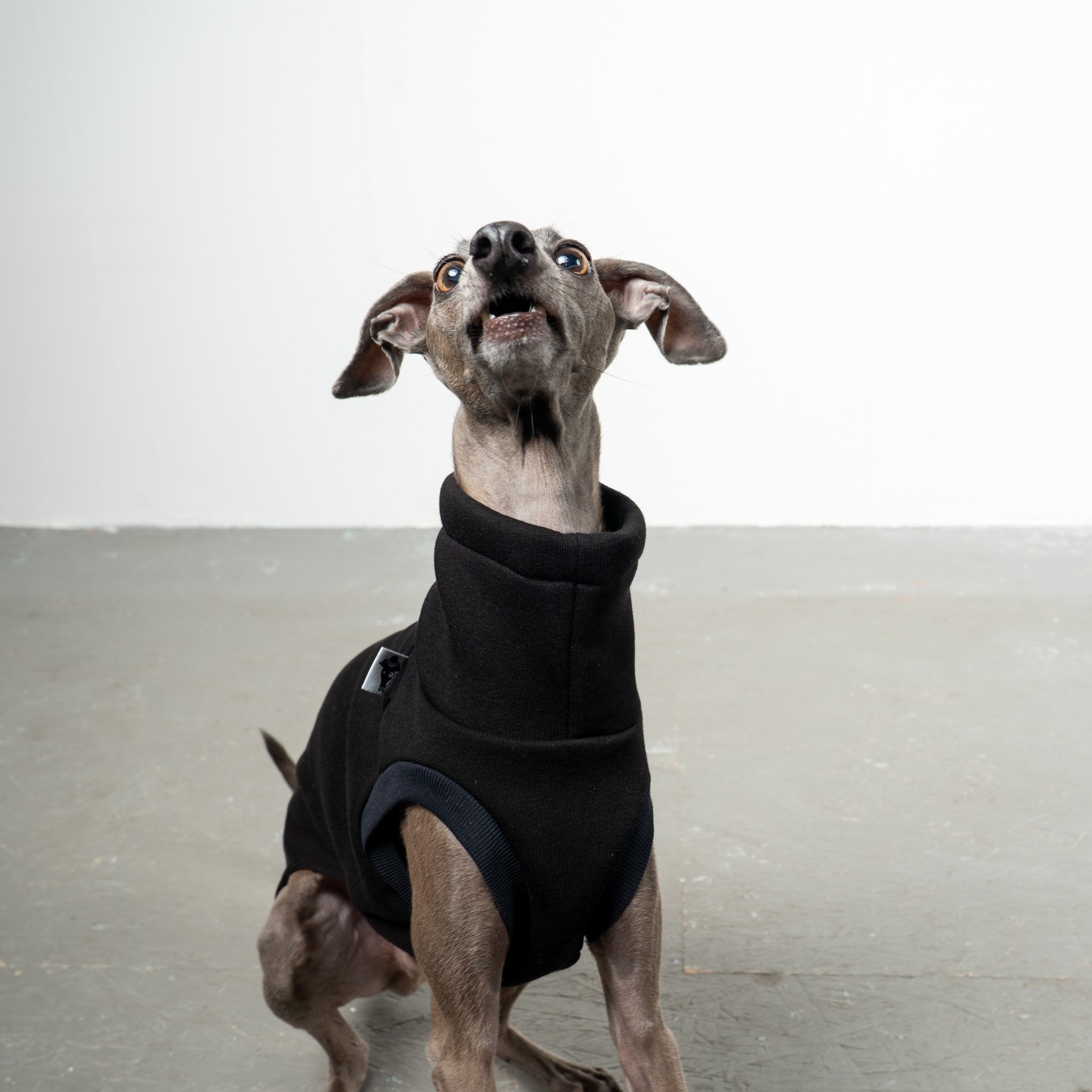 SWEAT SHIRT Iggy Black