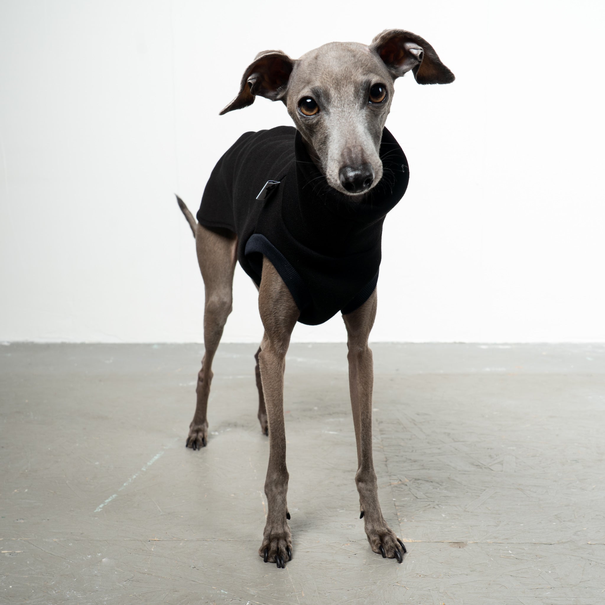 SWEAT SHIRT Iggy Black