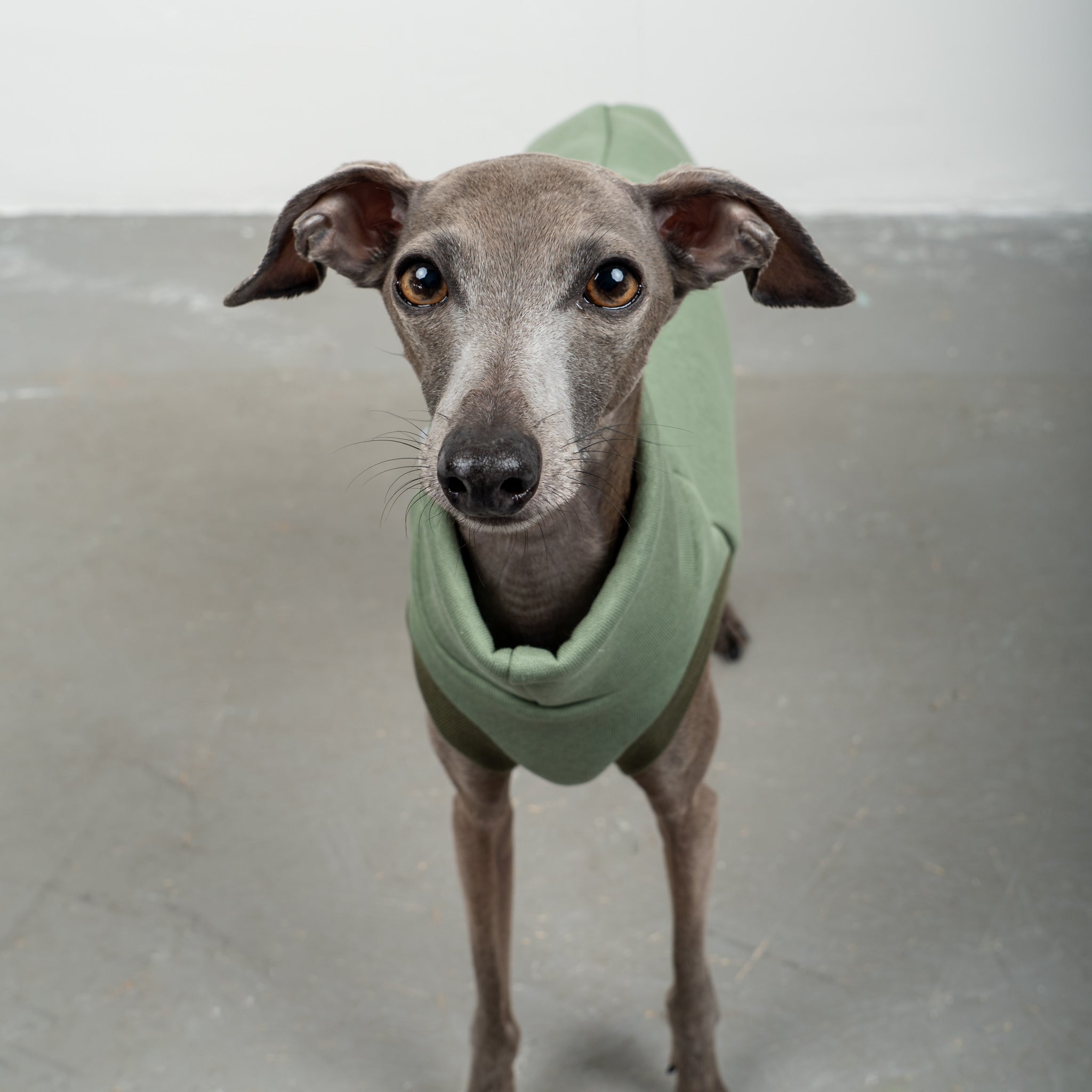 SWEAT SHIRT Iggy Matcha