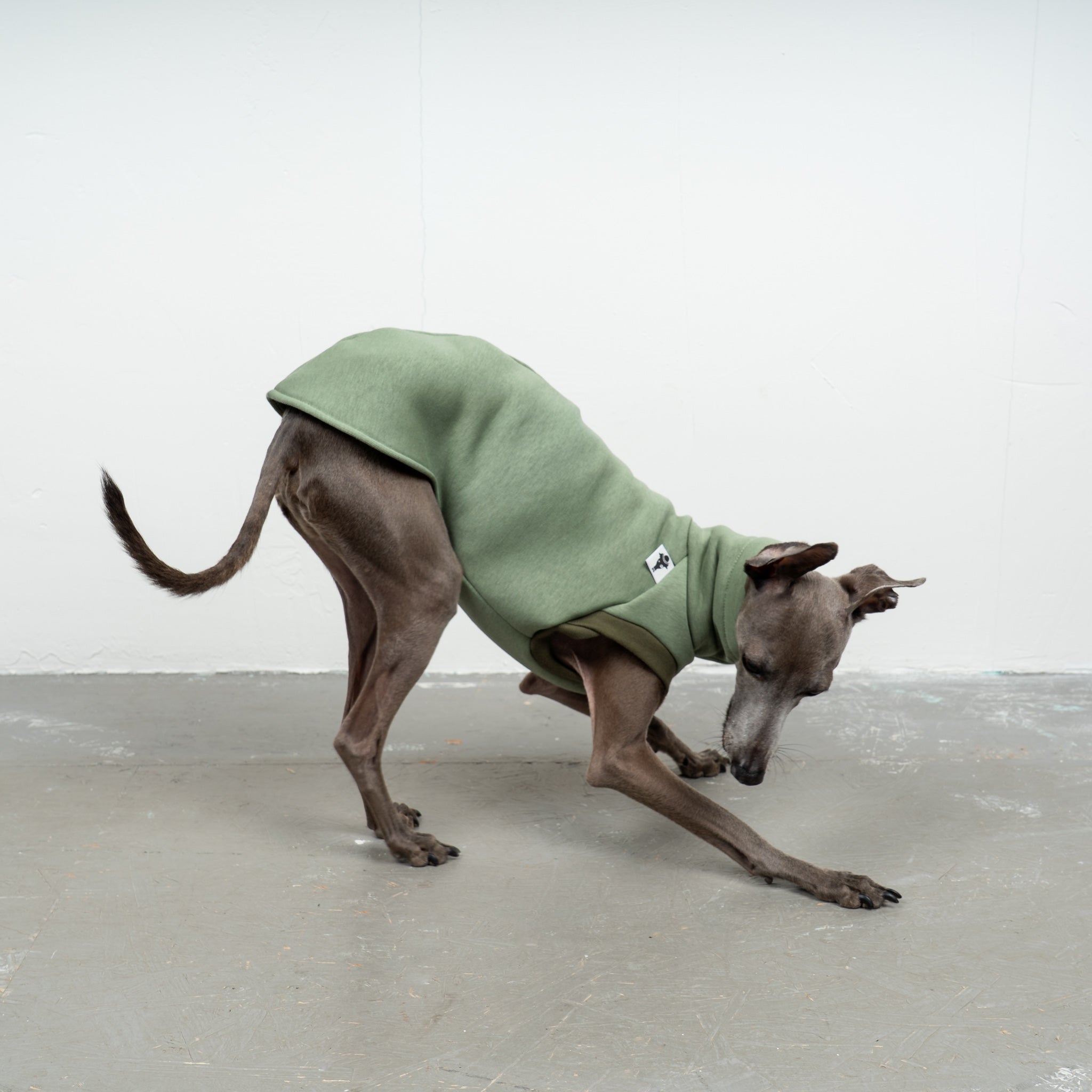 SWEAT SHIRT Iggy Matcha