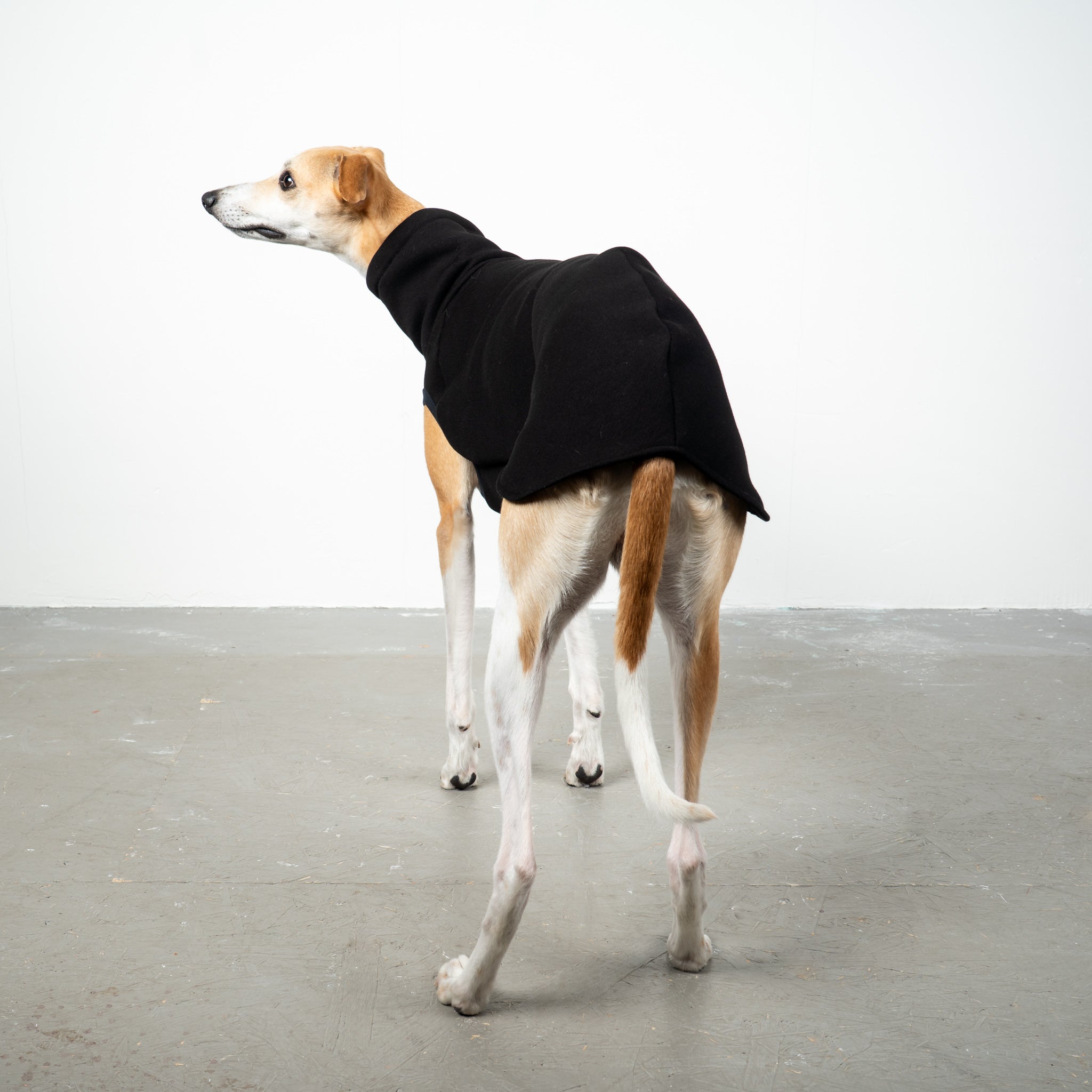 SWEAT SHIRT Sighthound Black 