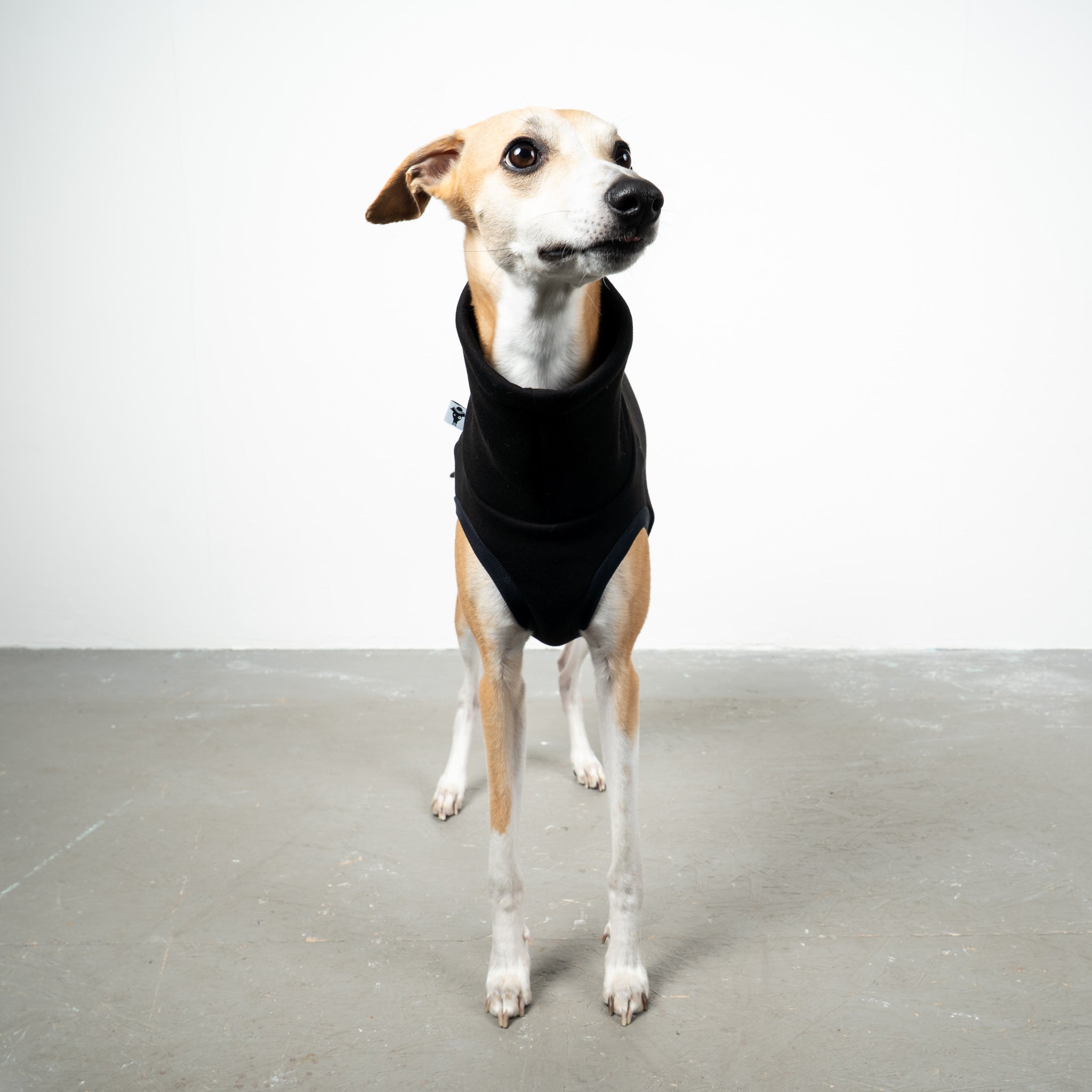 SWEAT SHIRT Sighthound Black 