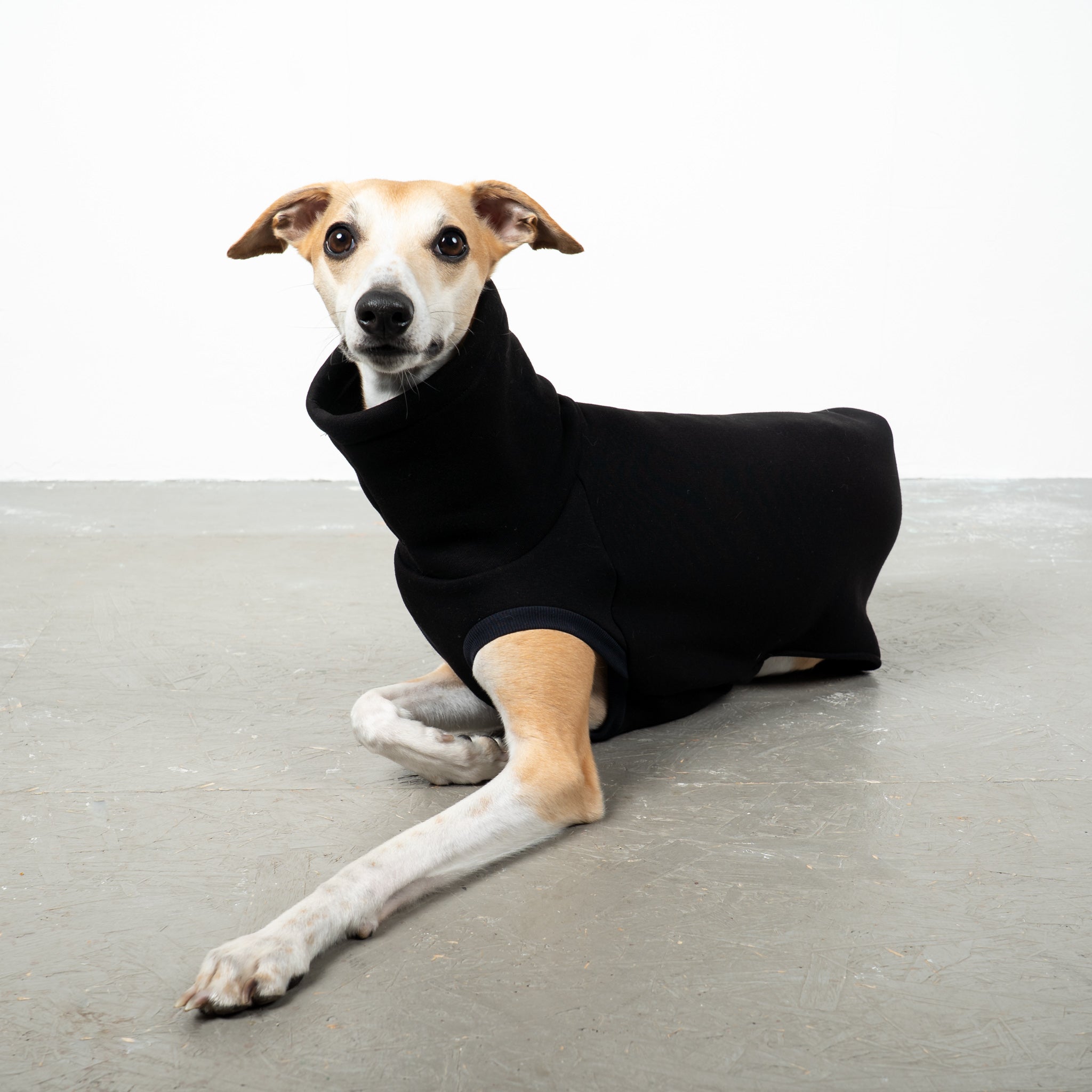 SWEAT SHIRT Sighthound Black 