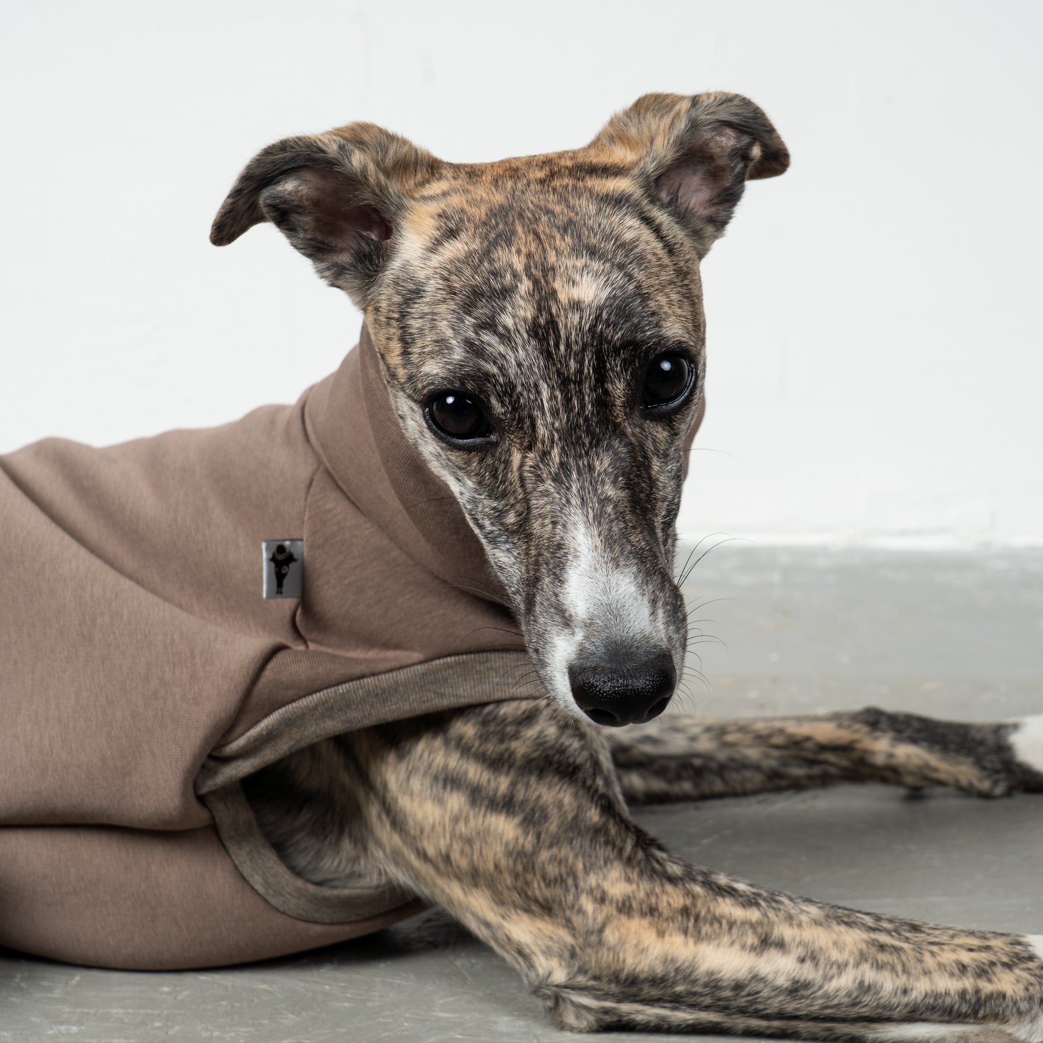 SWEAT SHIRT Sighthound Mokka