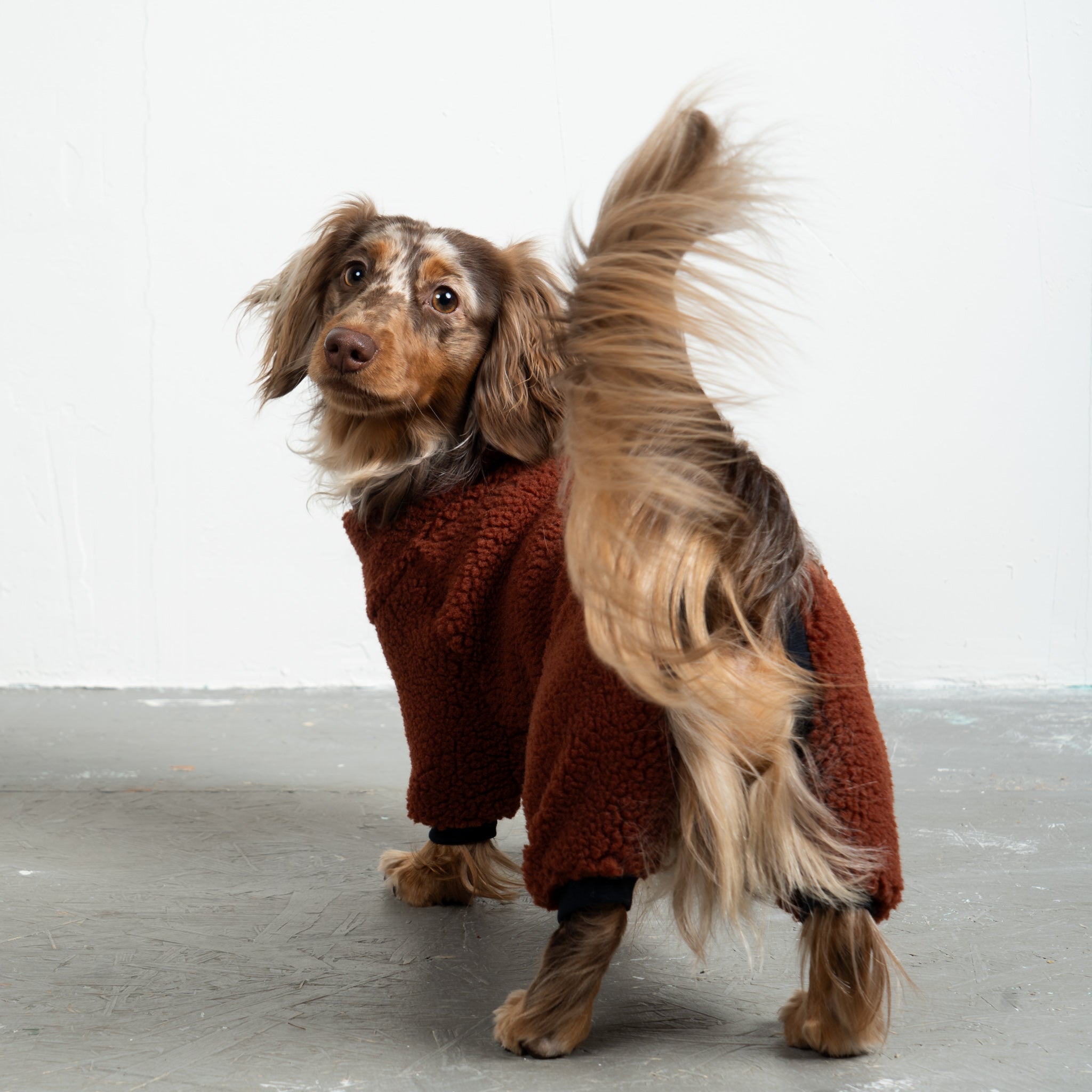 Teddy Overall Dackel Brown – Hundekleidung für Dackel, Windspiele und Whippets – Rückenansicht