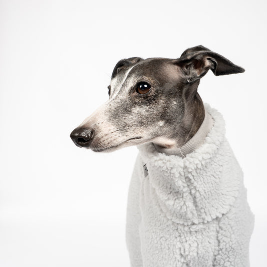 Teddy Overall Iggy Light Grey – Close-up am Hund – hochwertige Hundekleidung von Karma Hund
