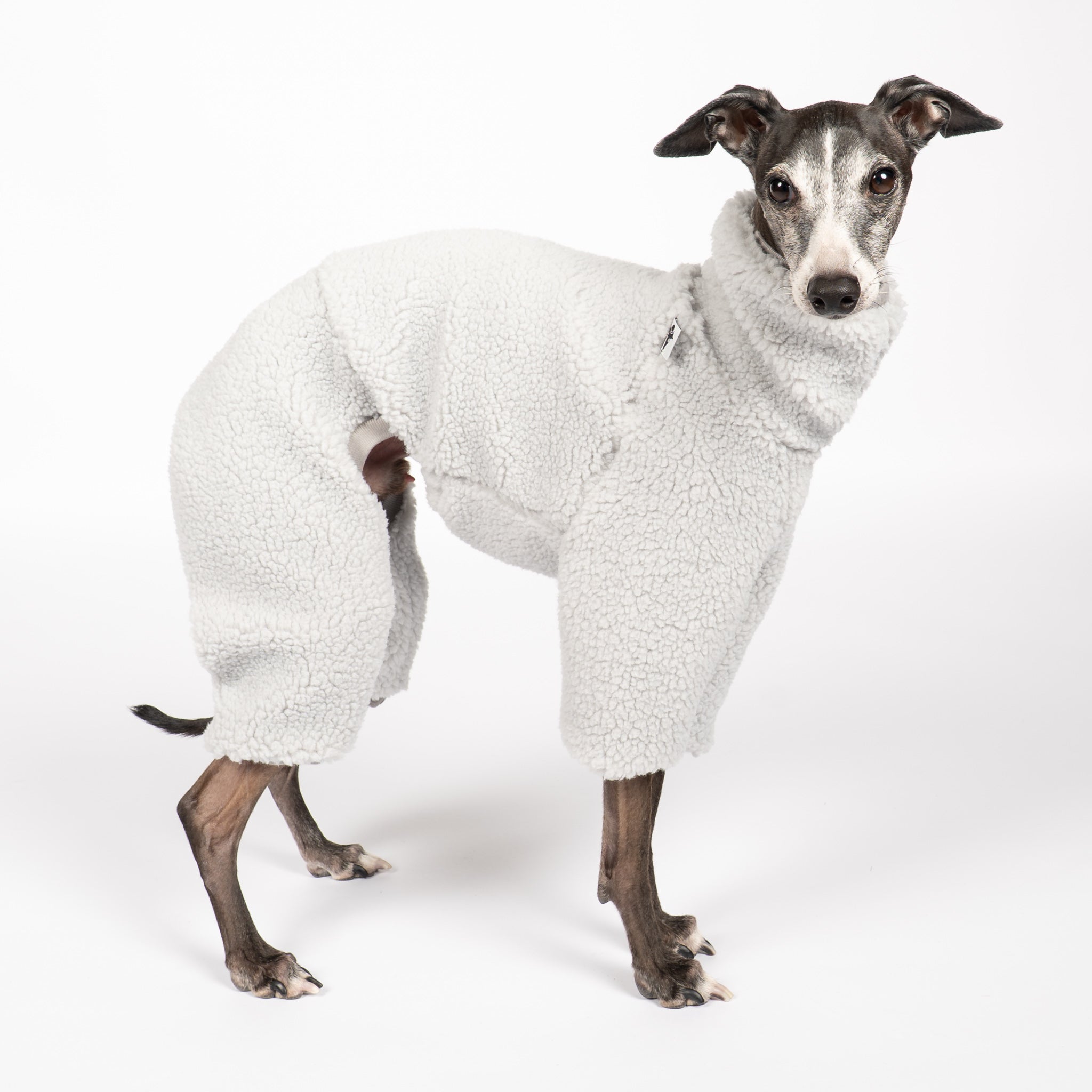 Teddy Overall Iggy Light Grey – hochwertige Hundekleidung für Dackel, Windspiele und Windhunde von Karma Hund Berlin – Ganzkörperansicht am Hund