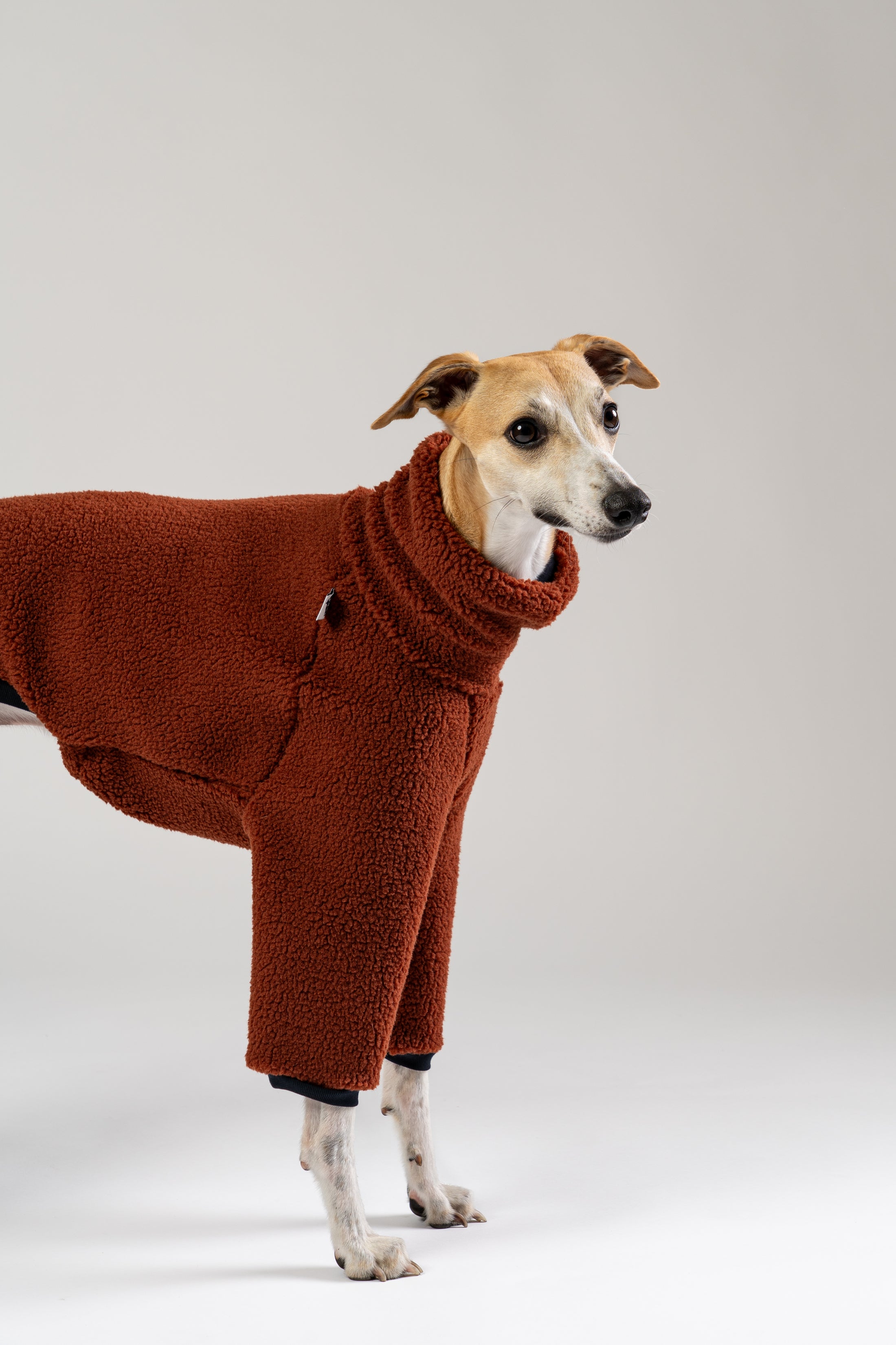 Whippet trägt grauen Windhund Overall mit elastischen Bündchen – handgefertigt in Berlin