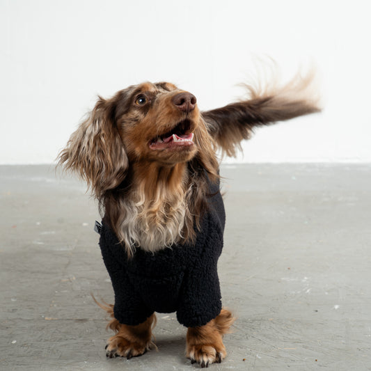 Teddy Pullover Dackel Schwarz – Close-up am Hund – hochwertige Hundekleidung von Karma Hund