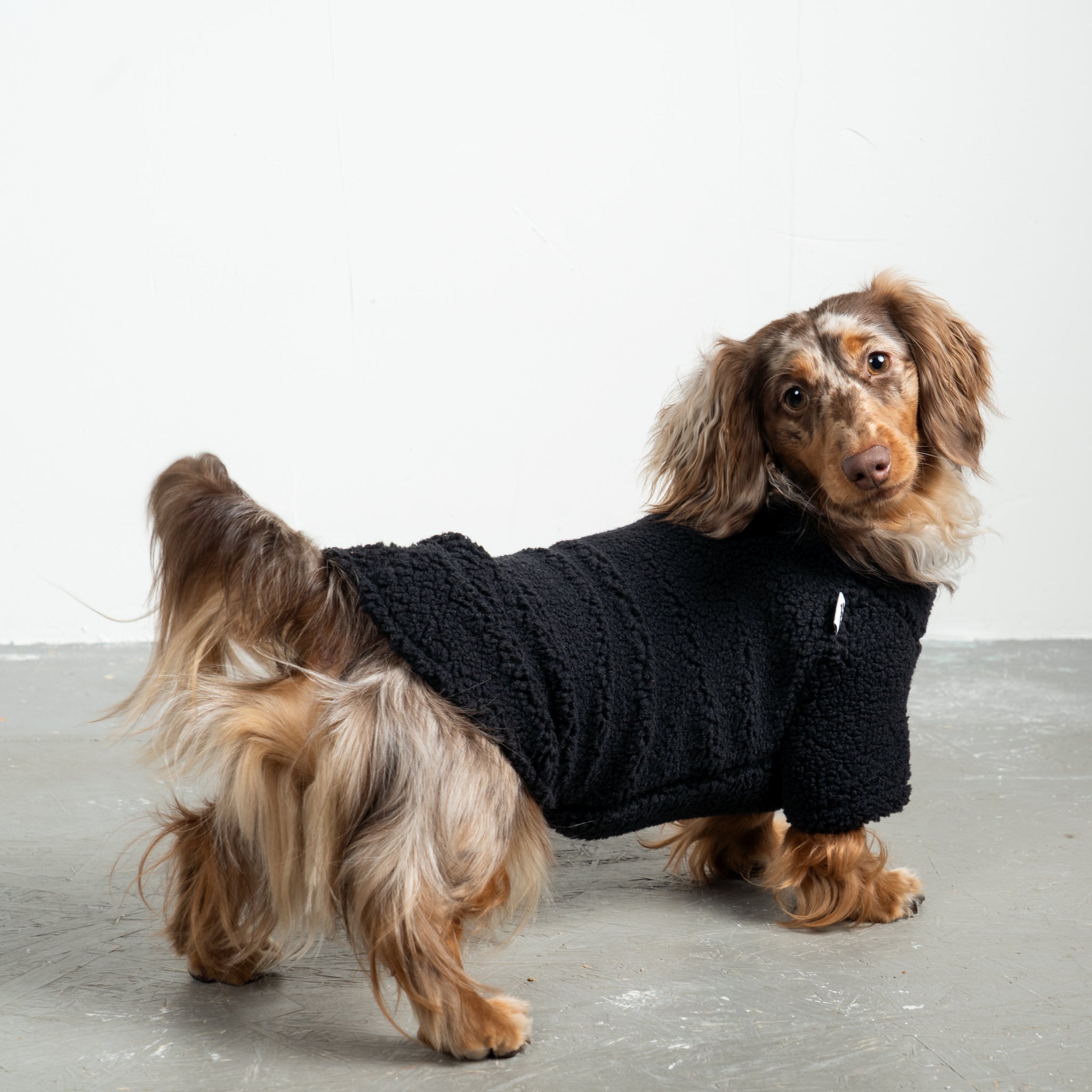 Teddy Pullover Dackel Schwarz – hochwertige Hundekleidung für Dackel, Windspiele und Windhunde von Karma Hund Berlin – Ganzkörperansicht am Hund