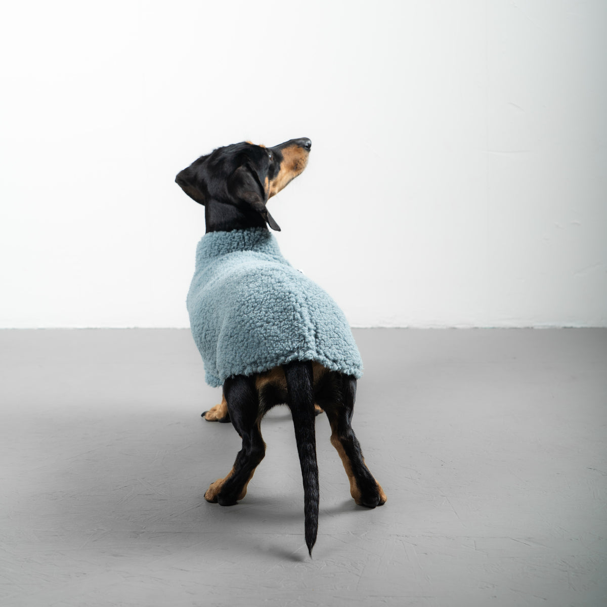 TEDDY PULLOVER Dackel Eisblau