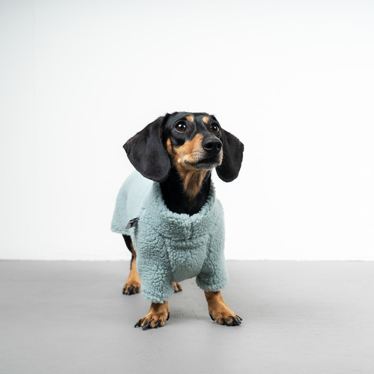 TEDDY PULLOVER Dackel Mintblau