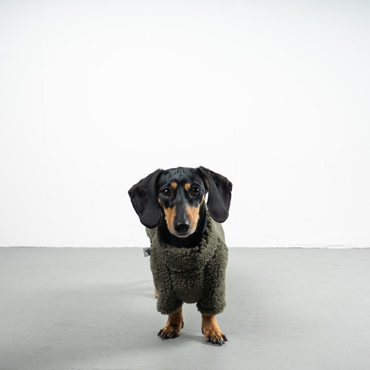 TEDDY PULLOVER Dackel Olivgrün