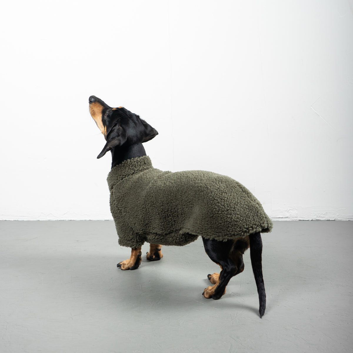 TEDDY PULLOVER Dackel Olivgrün