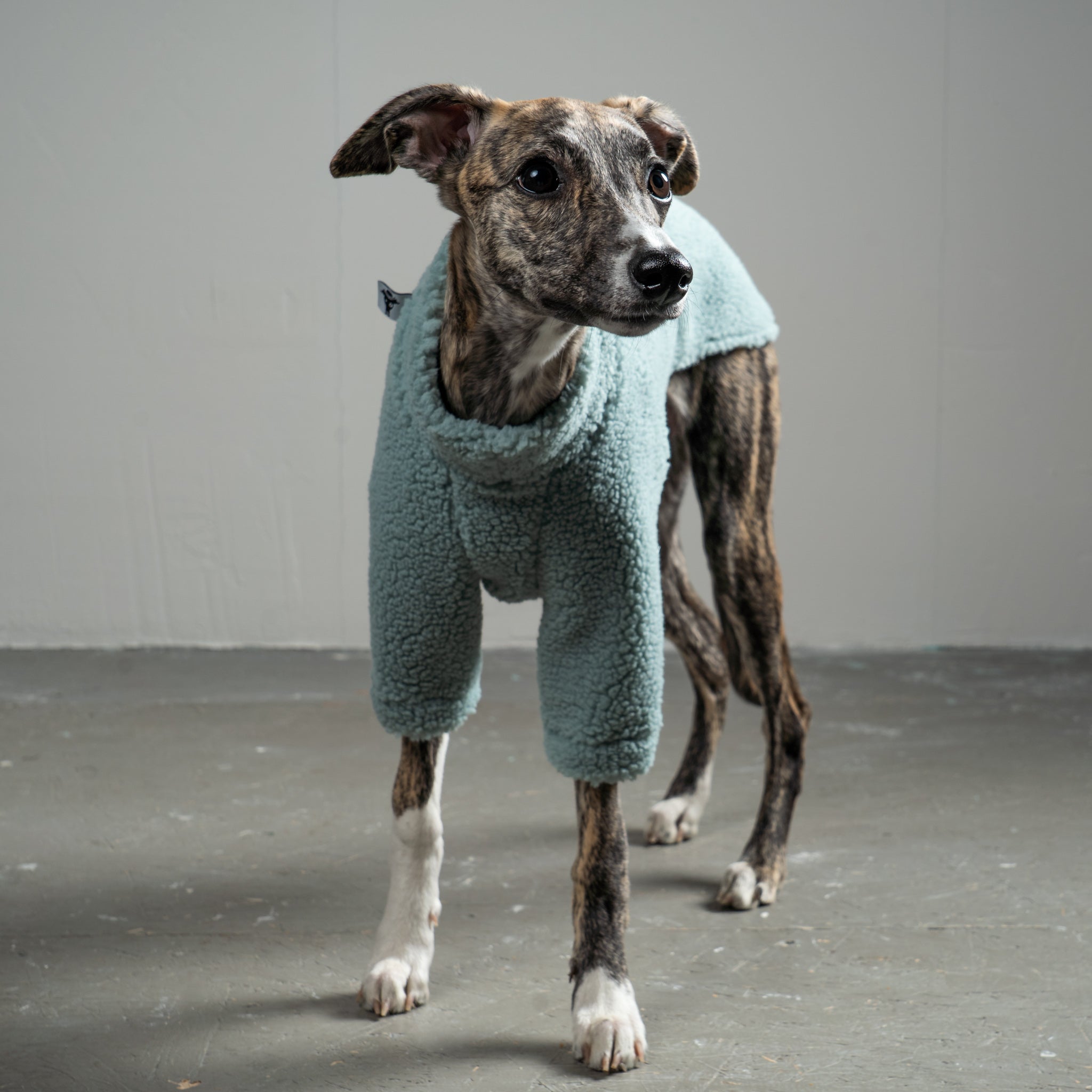 TEDDY PULLOVER Windhund Mint