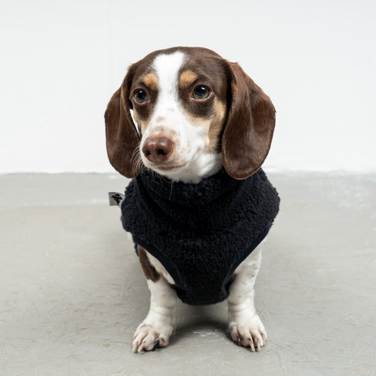 TEDDY SHIRT Dachshund Black