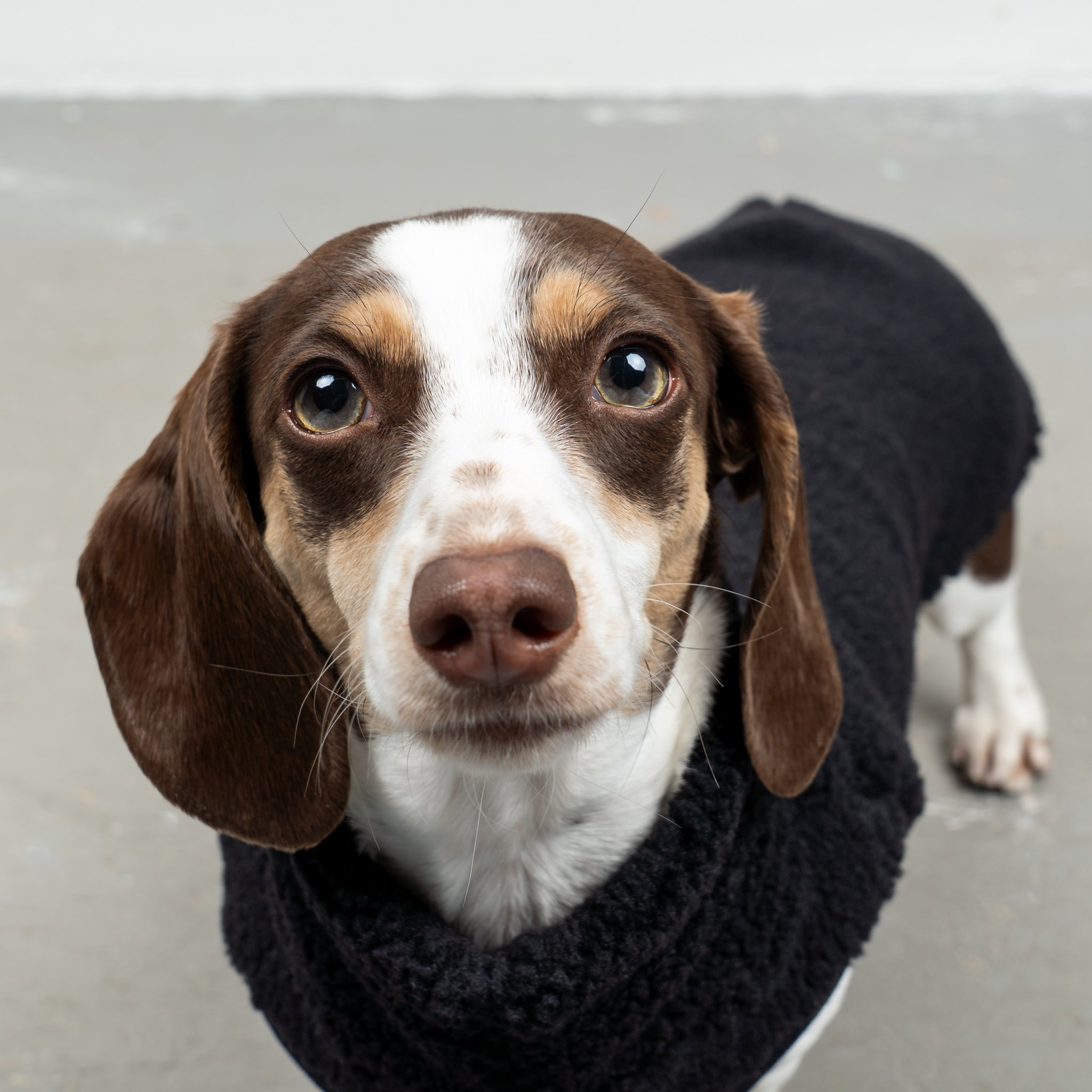 TEDDY SHIRT Dachshund Black