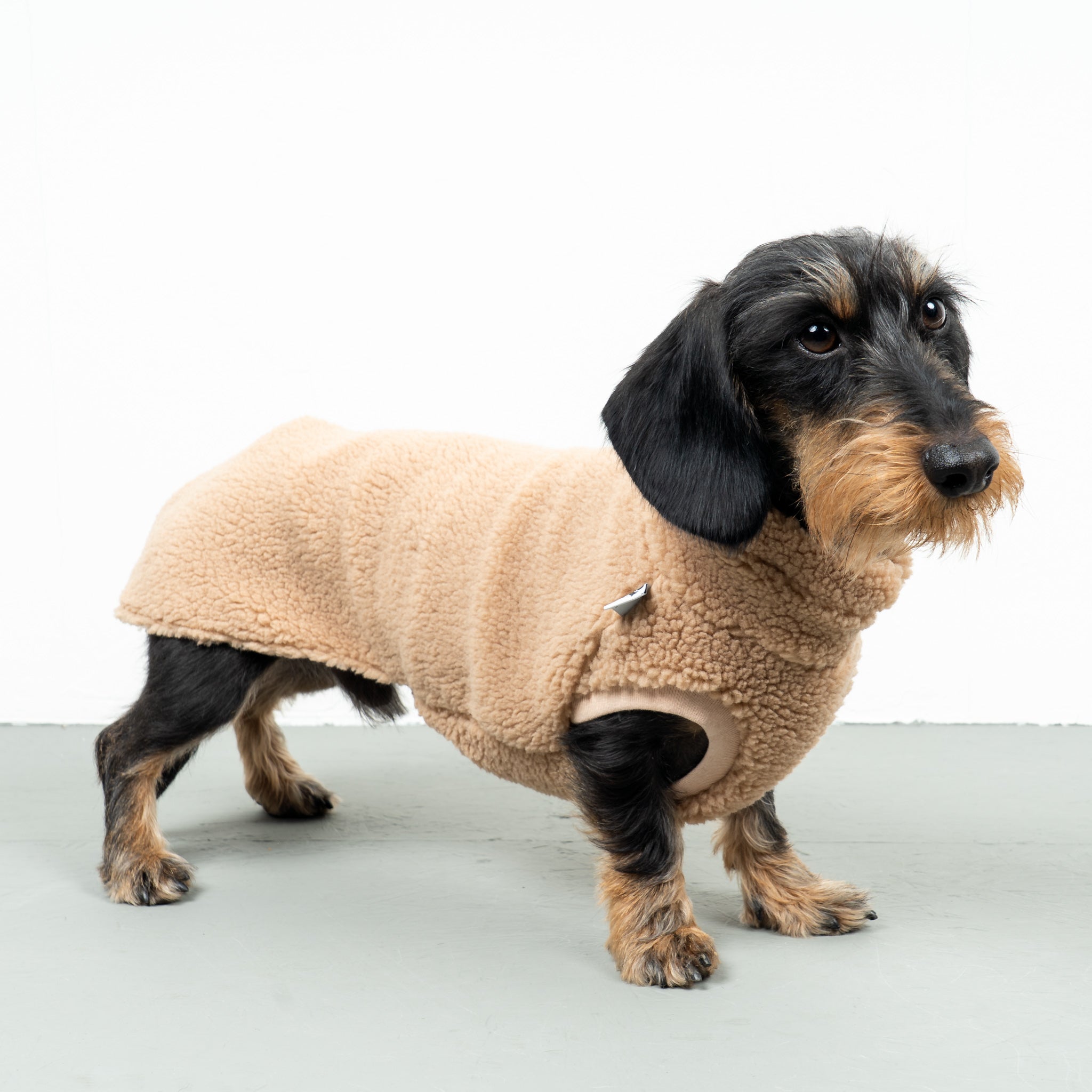 TEDDY SHIRT Dachshund Camel