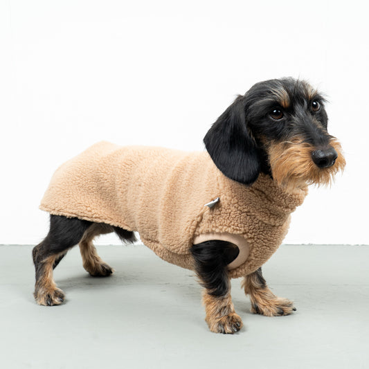 TEDDY SHIRT Dachshund Camel