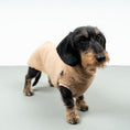 Load image into Gallery viewer, TEDDY SHIRT Dachshund Camel
