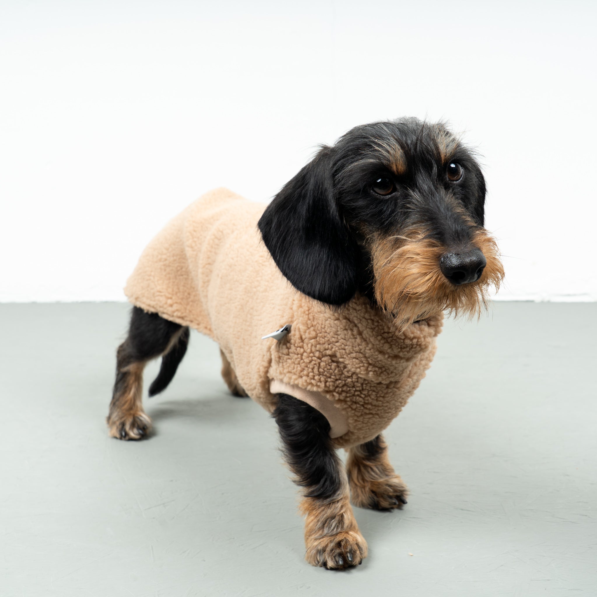 TEDDY SHIRT Dachshund Camel