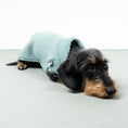Load image into Gallery viewer, TEDDY SHIRT Dachshund Mint

