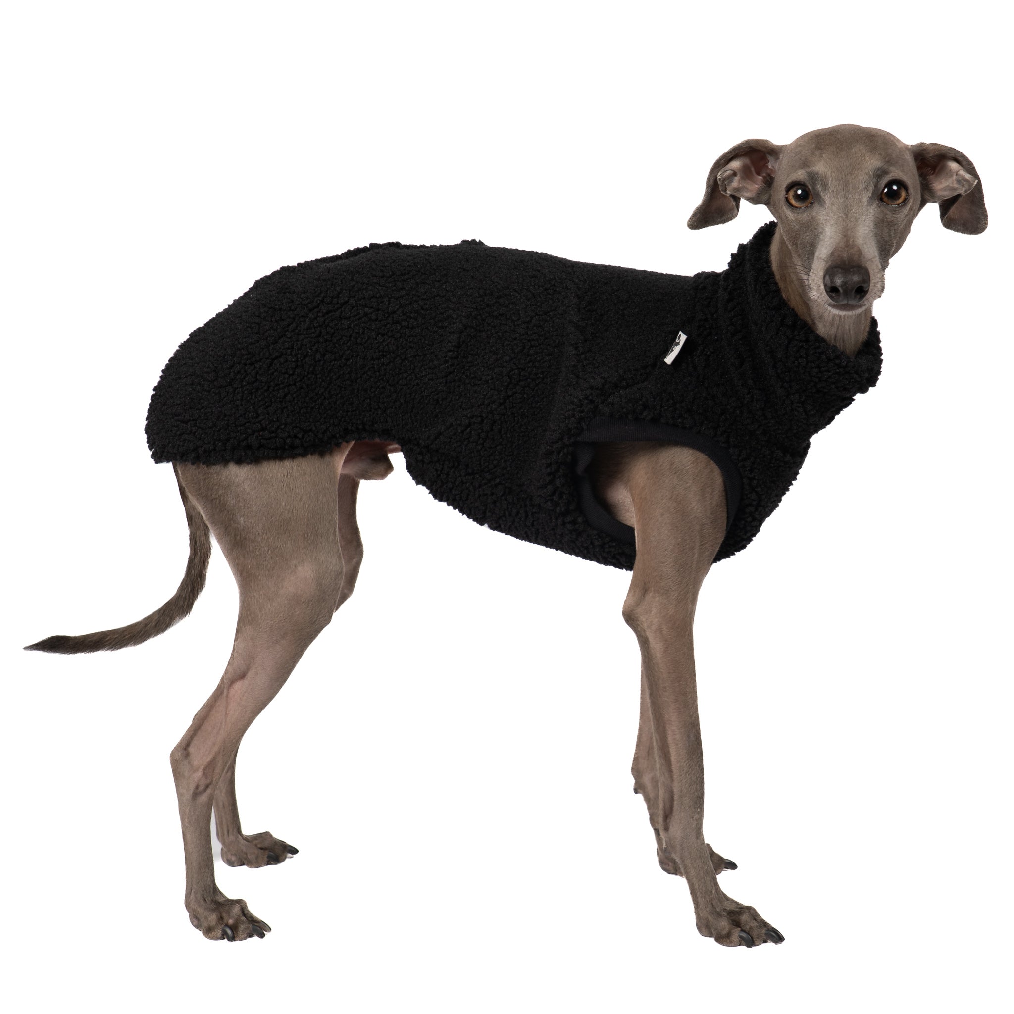 Teddy Shirt Iggy Schwarz – hochwertige Hundekleidung für Dackel, Windspiele und Windhunde von Karma Hund Berlin – Ganzkörperansicht am Hund