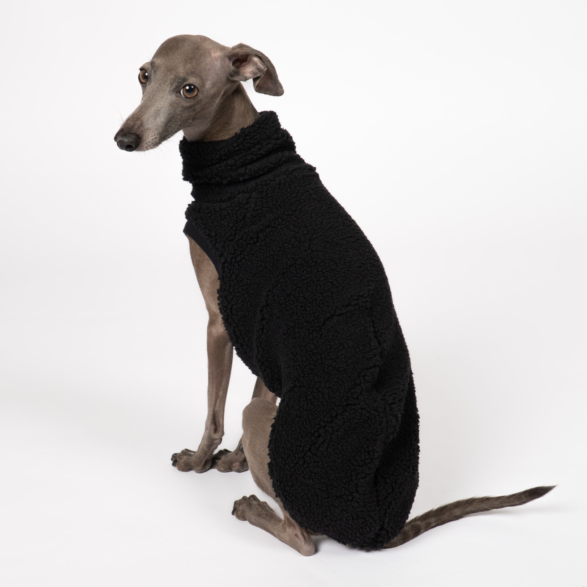 Teddy Shirt Iggy Schwarz – Hundekleidung für Dackel, Windspiele und Whippets – Rückenansicht