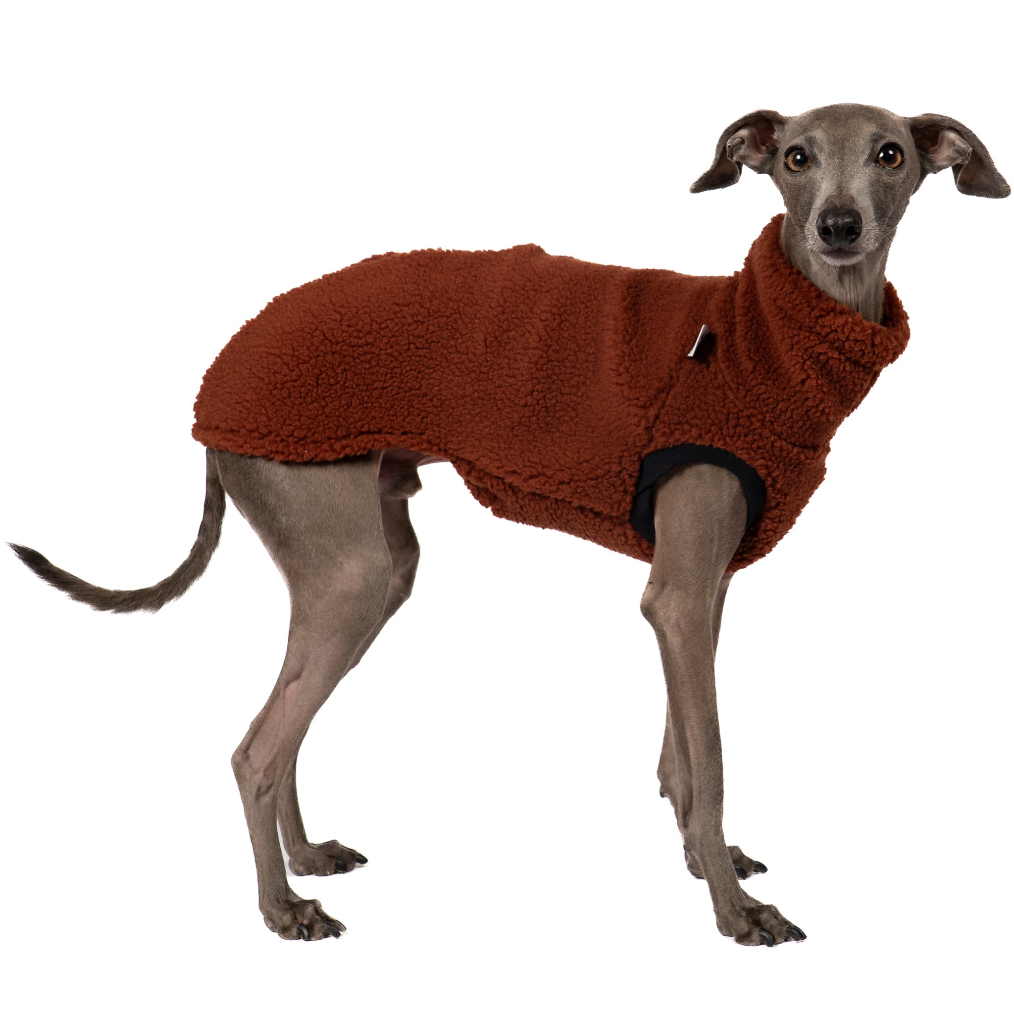Teddy Shirt Iggy Brown – hochwertige Hundekleidung für Dackel, Windspiele und Windhunde von Karma Hund Berlin – Ganzkörperansicht am Hund
