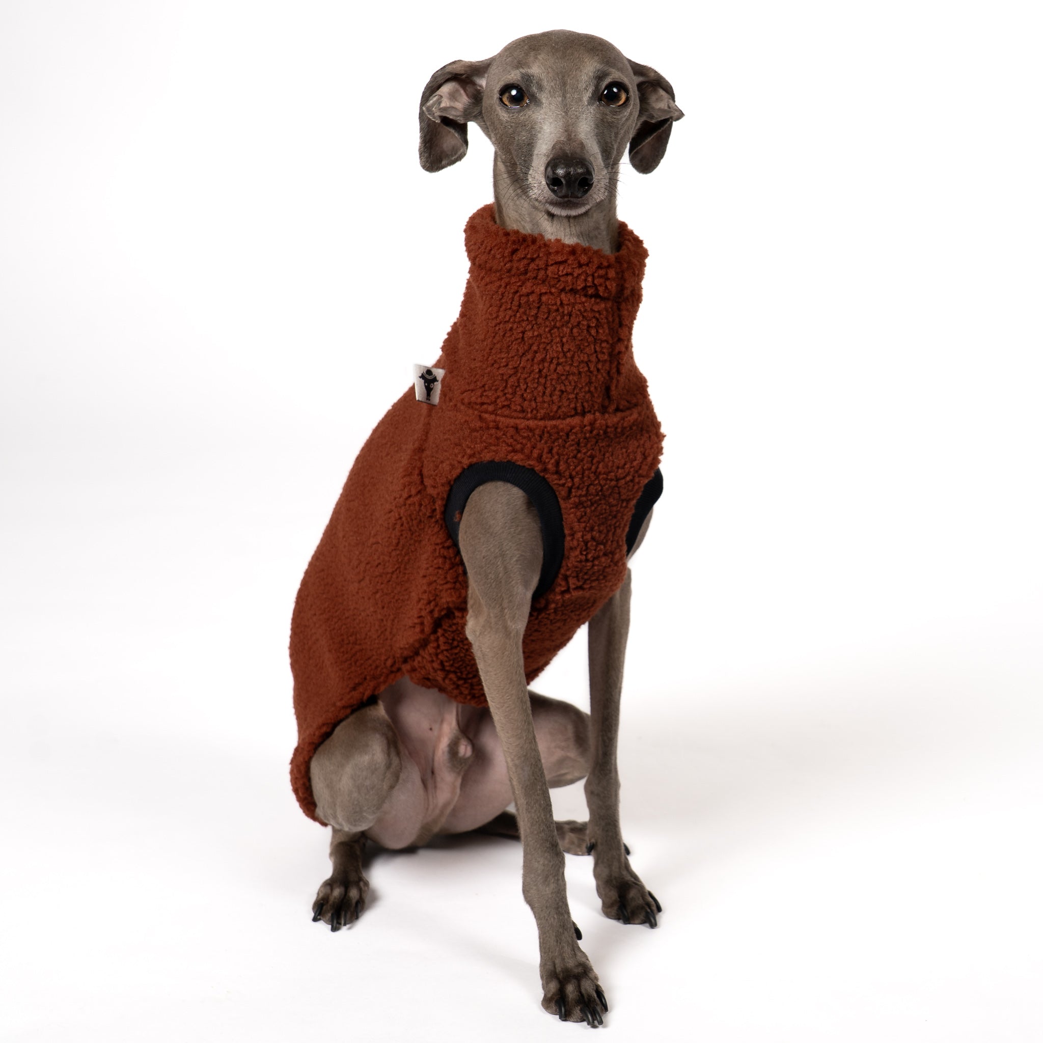 Teddy Shirt Iggy Brown – Ganzkörperansicht – stilvolle Hundekleidung für Windspiele und Windhunde