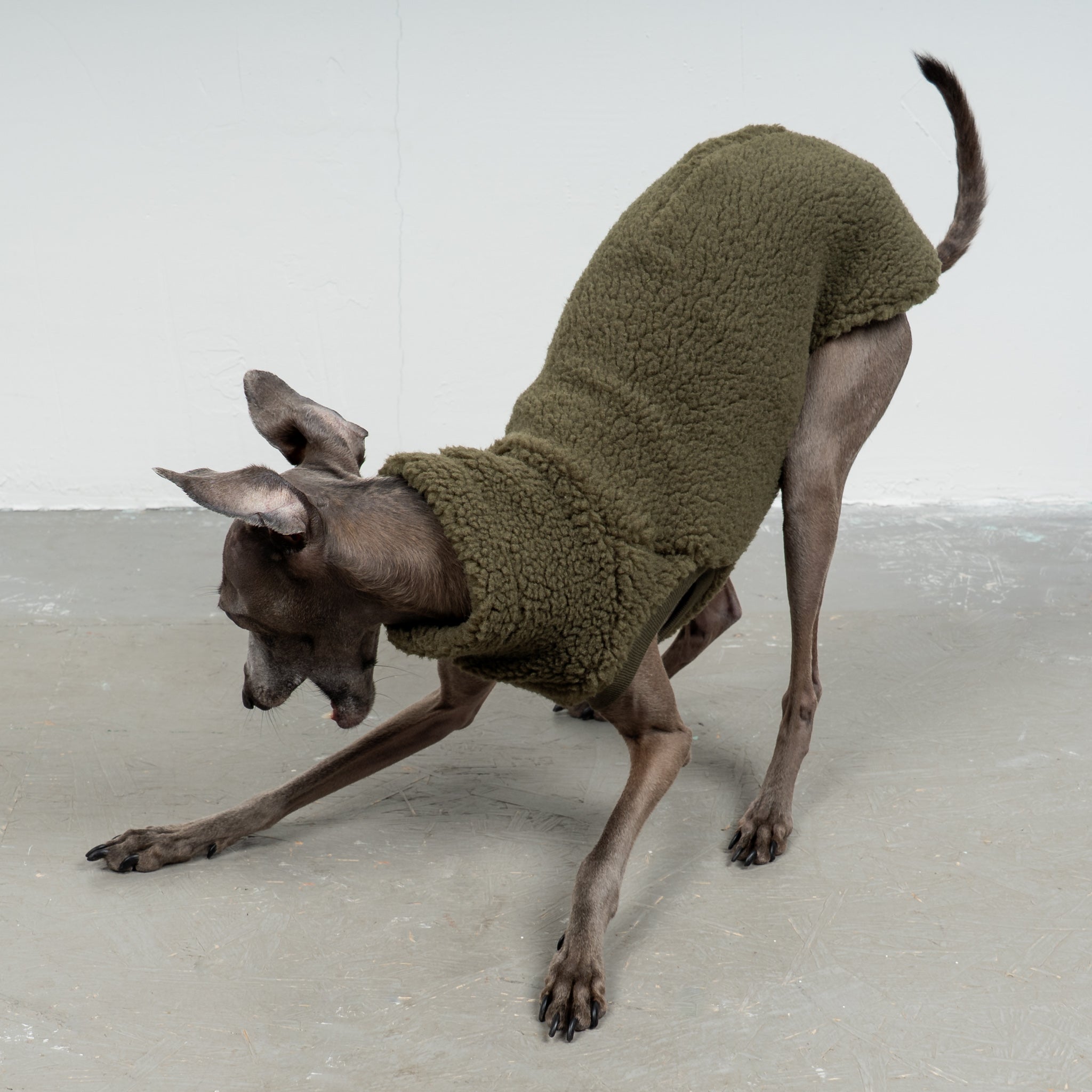 TEDDY SHIRT Iggy Dark Olive