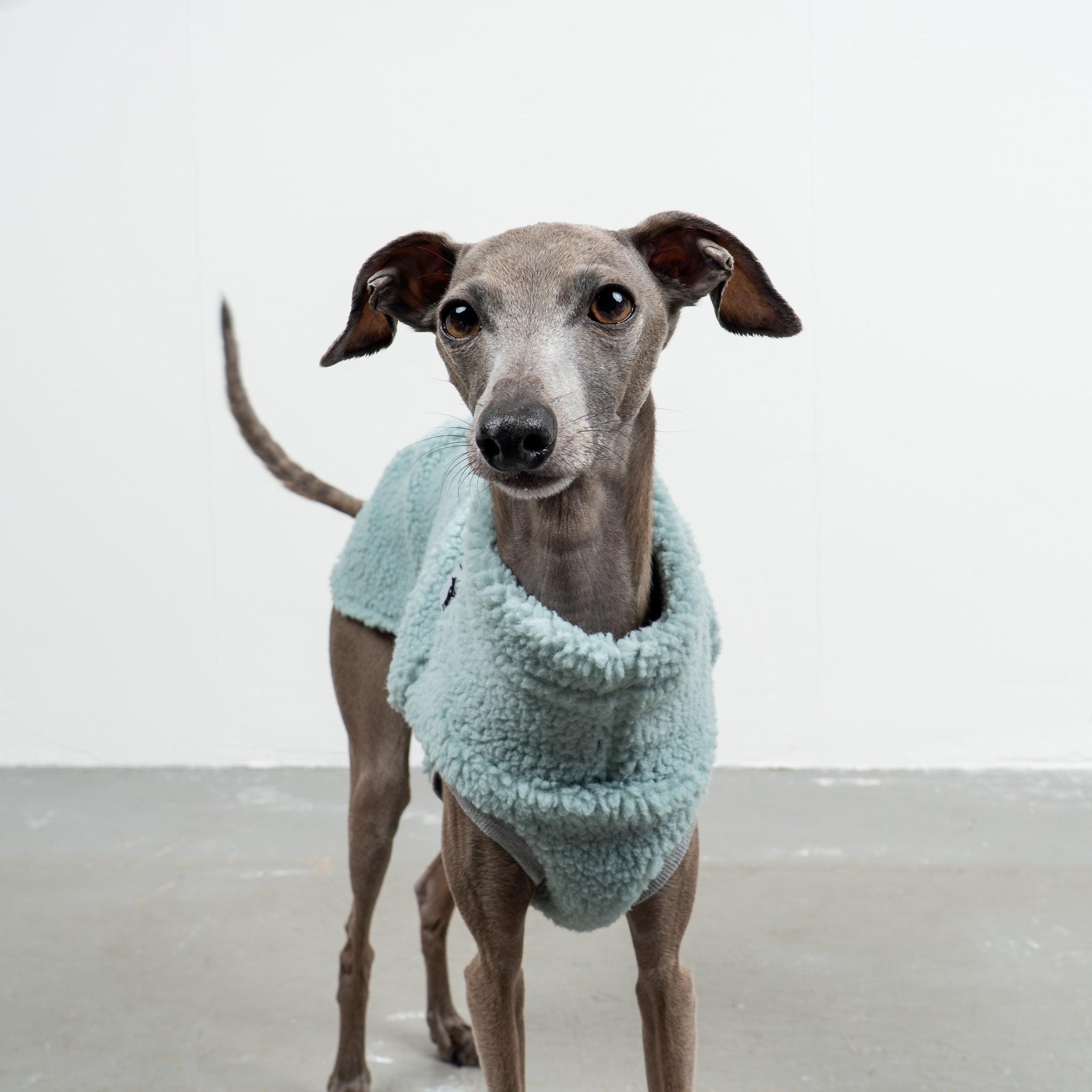 TEDDY SHIRT Iggy Mint