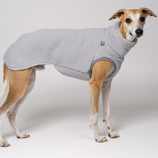 Junger Whippet Rüde trägt Teddy-Fleece in Light Grey – flauschig und stilvoll