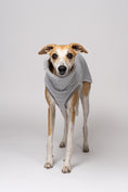 Load image into Gallery viewer, Teddy Long Shirt in Hellgrau – Whippet zeigt weiche Hundemode vor weißem Hintergrund
