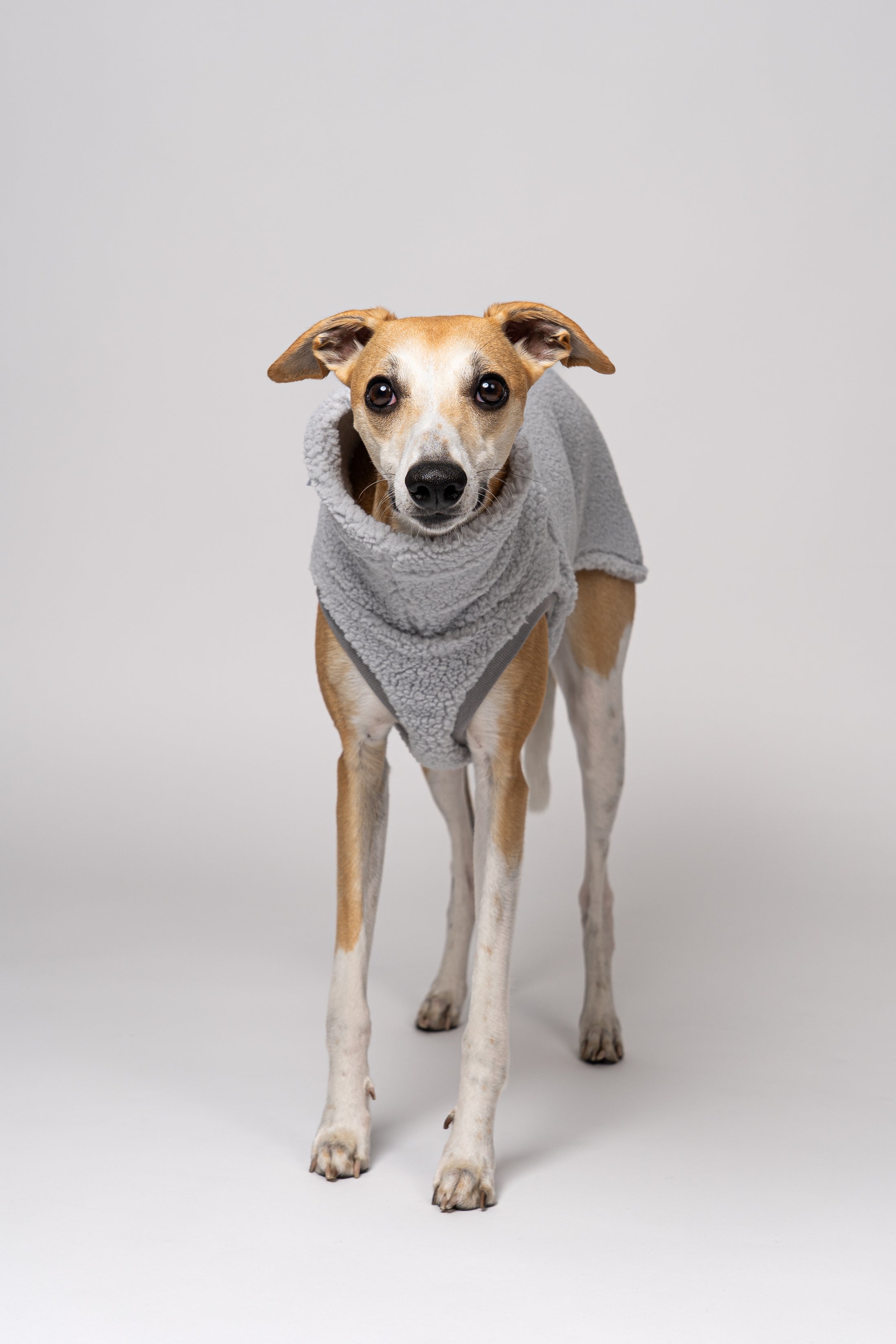 Teddy Long Shirt in Hellgrau – Whippet zeigt weiche Hundemode vor weißem Hintergrund