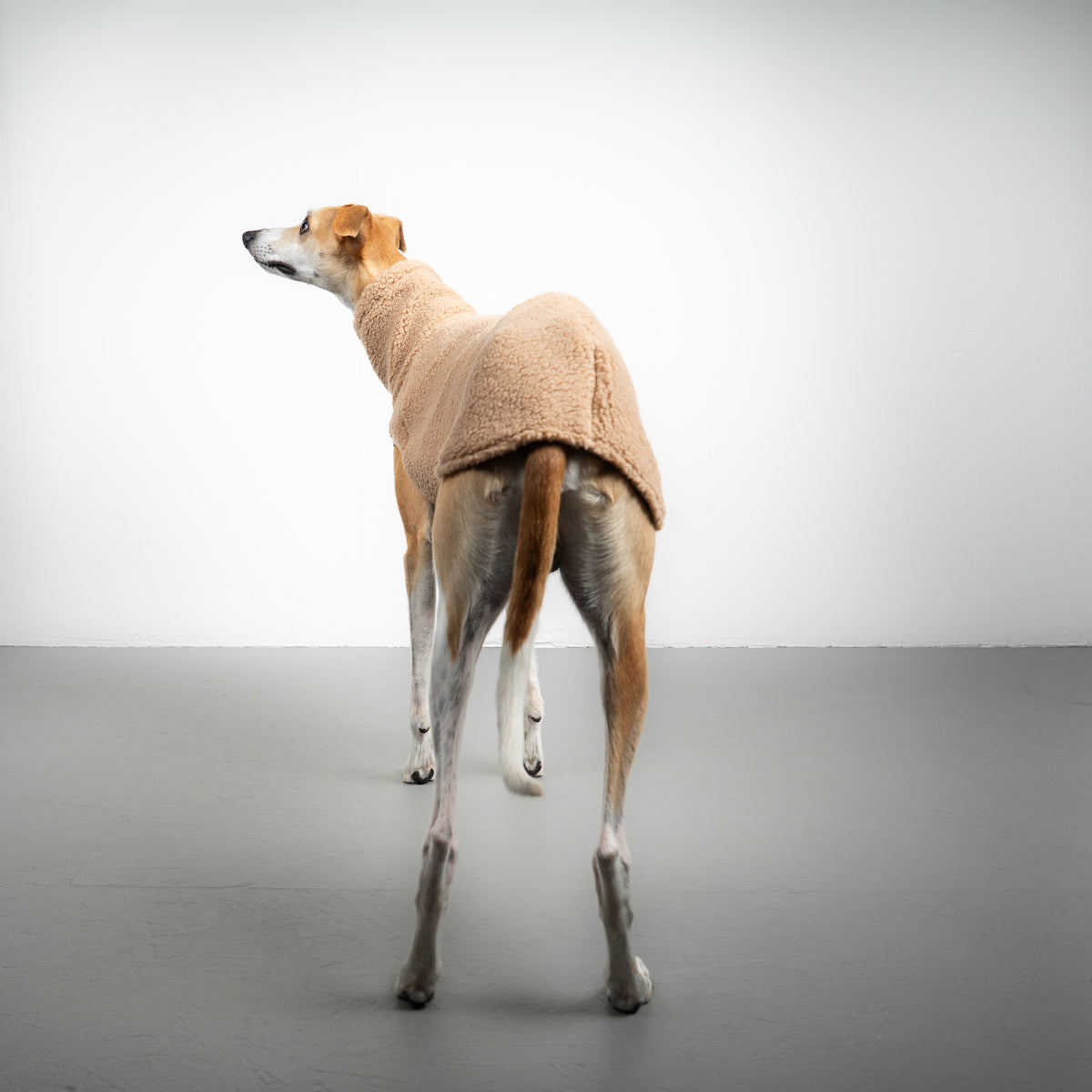 TEDDY SHIRT Windhund Sand Beige