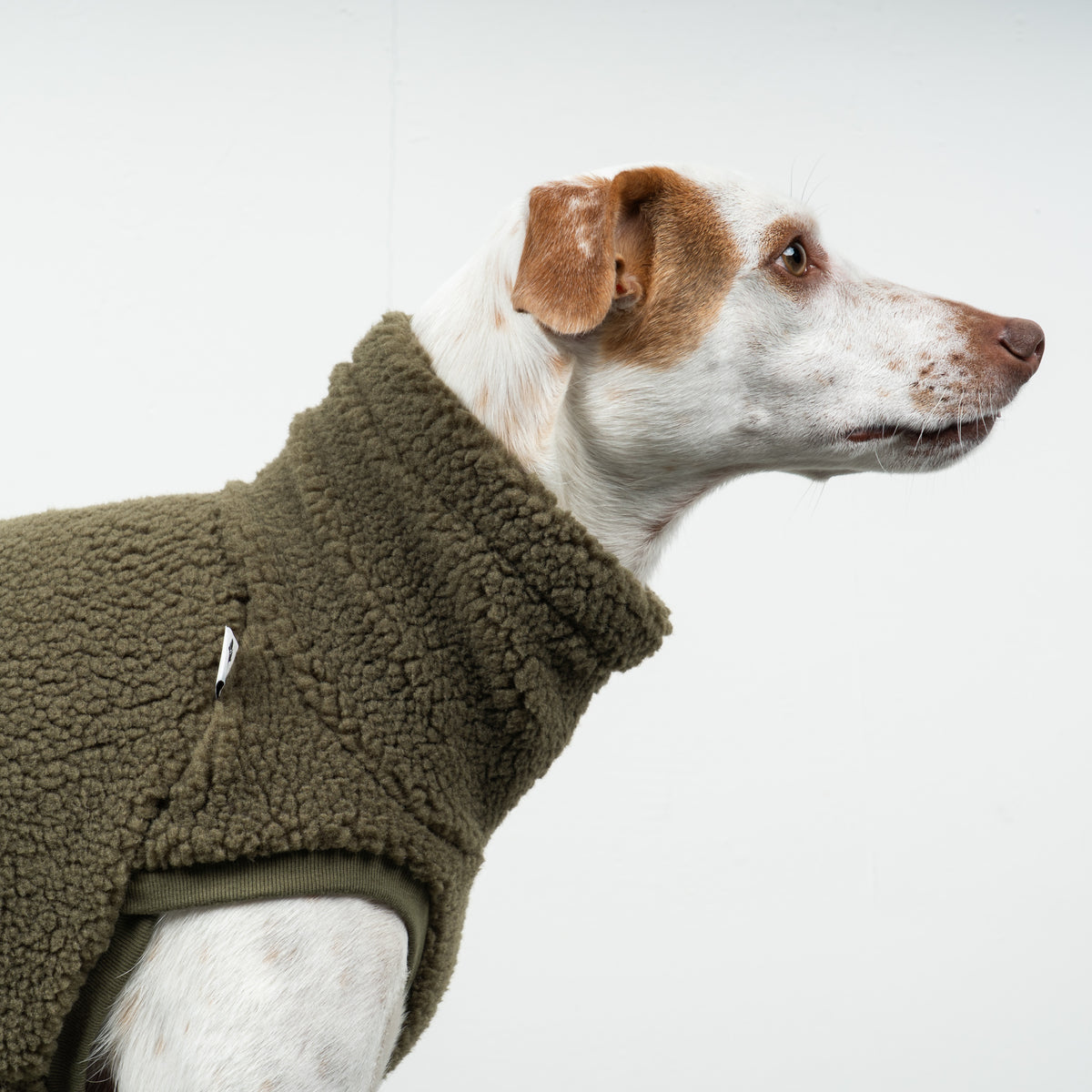 TEDDY SHIRT Windhund Olivgrün