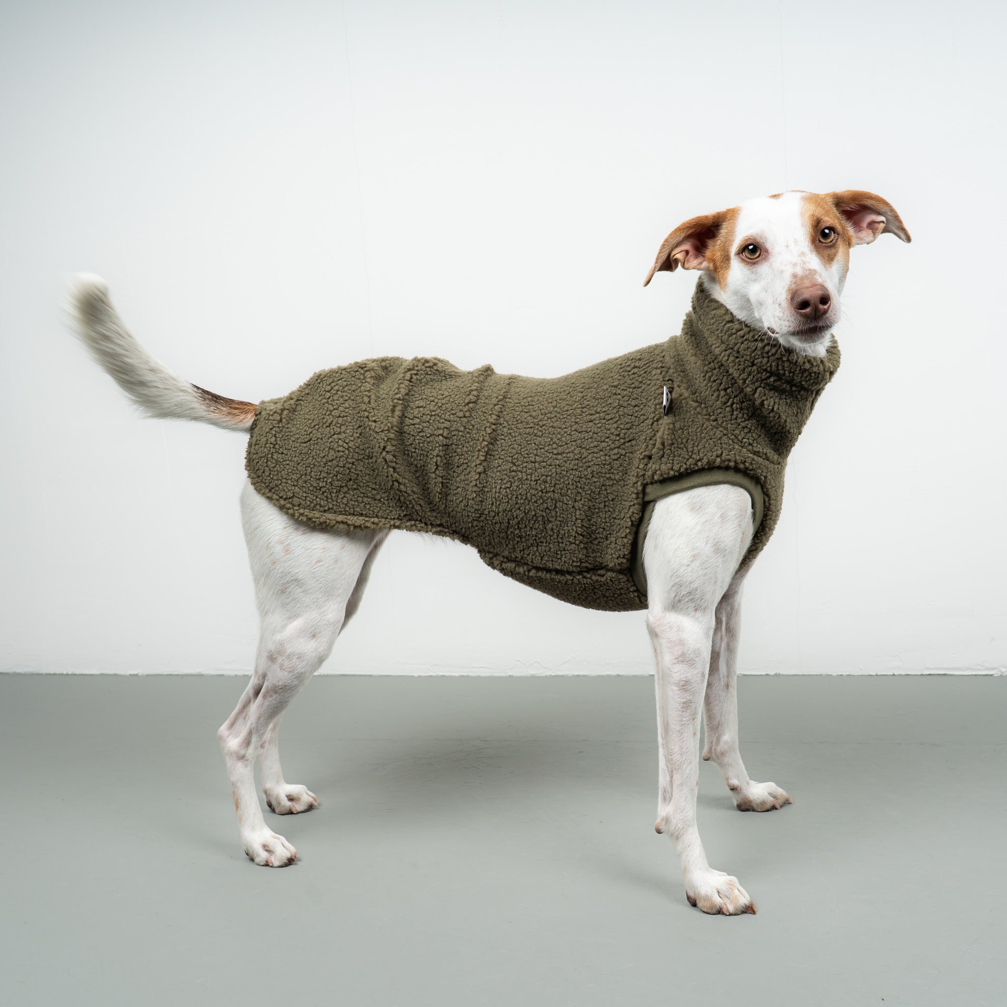 TEDDY SHIRT Windhund Olivgrün