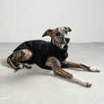 Load image into Gallery viewer, TEDDY SHIRT Windhund Schwarz

