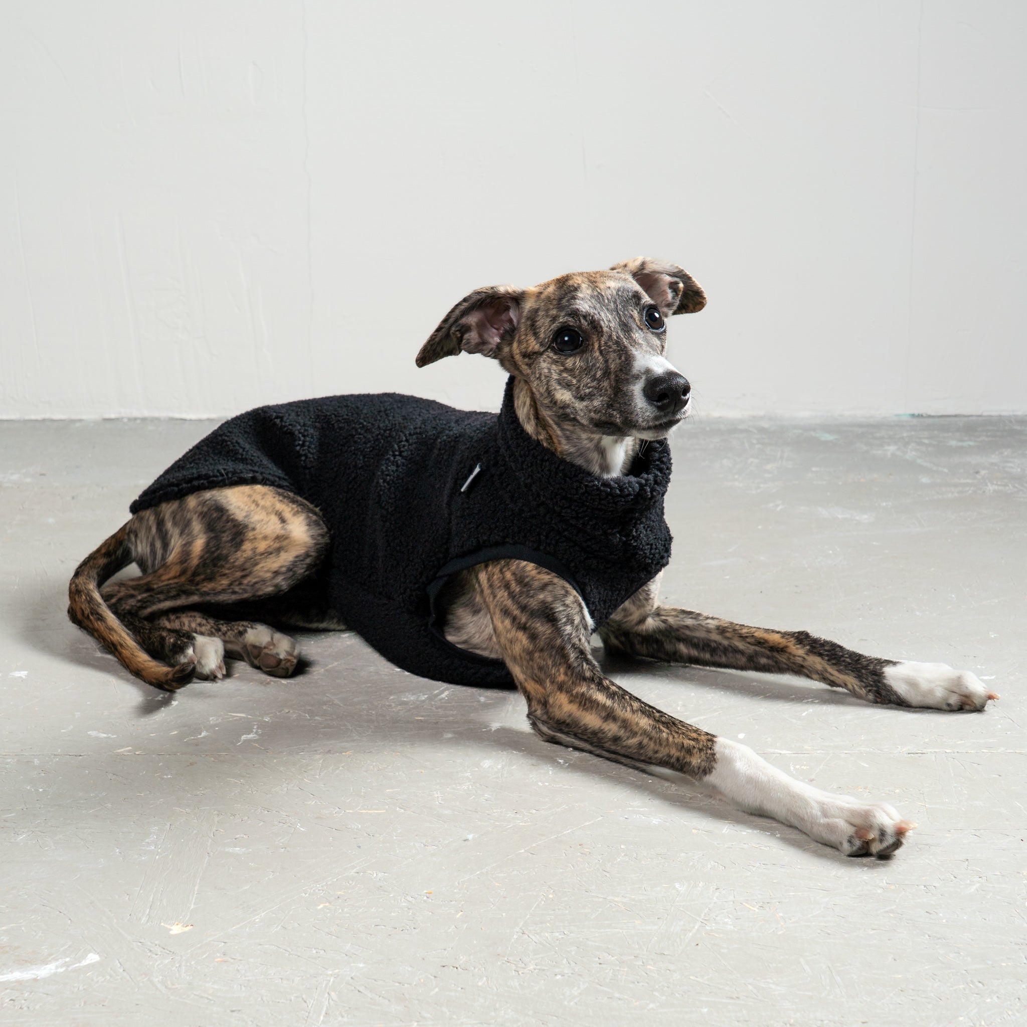 TEDDY SHIRT Windhund Schwarz