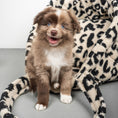 Load image into Gallery viewer, Teddy Shopper Leo Schwarz
